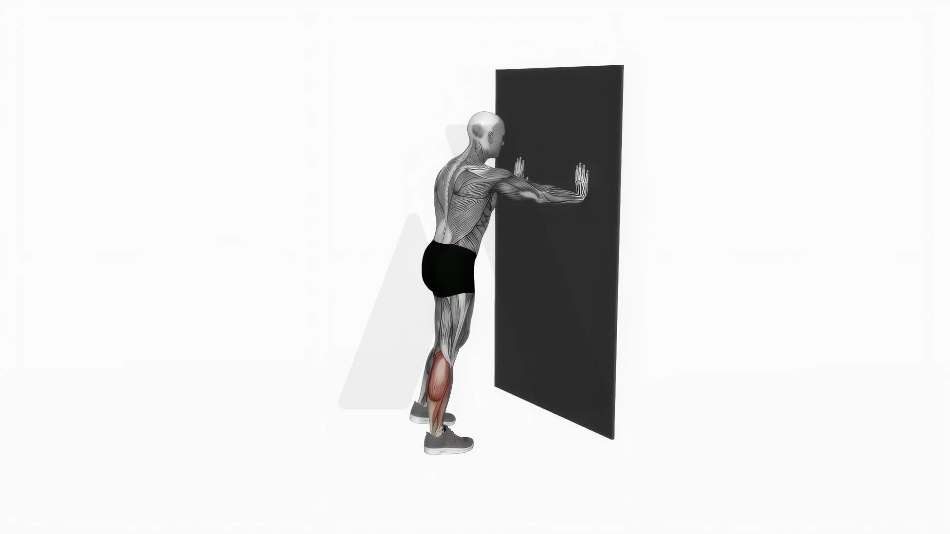 Calf Stretch With Hands Against Wall exercise demonstration