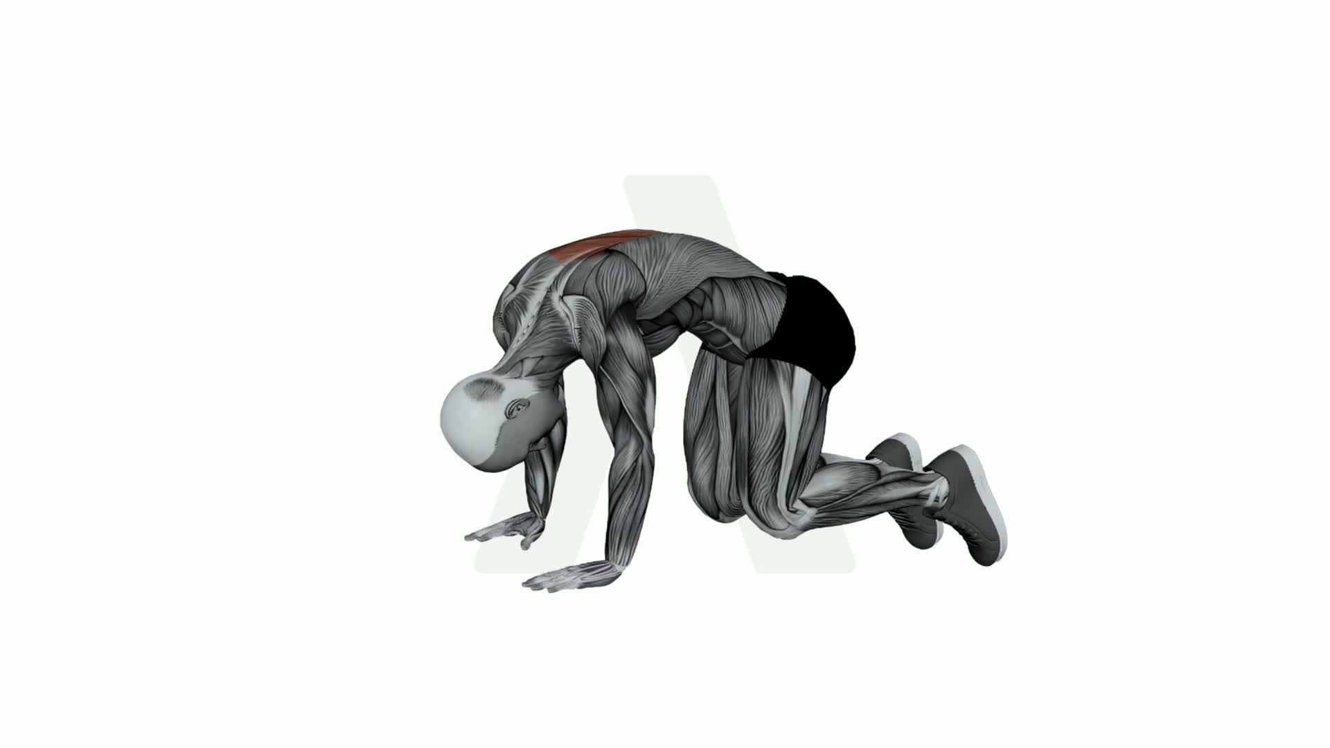 Cat Pose exercise demonstration