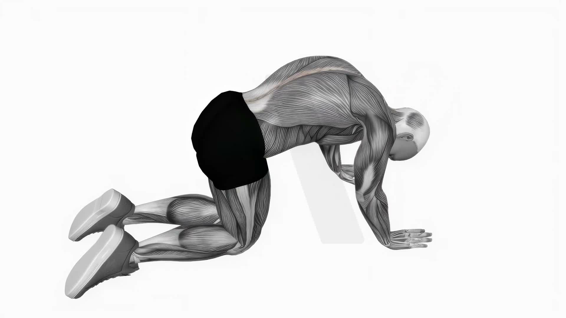Cat Stretch exercise demonstration