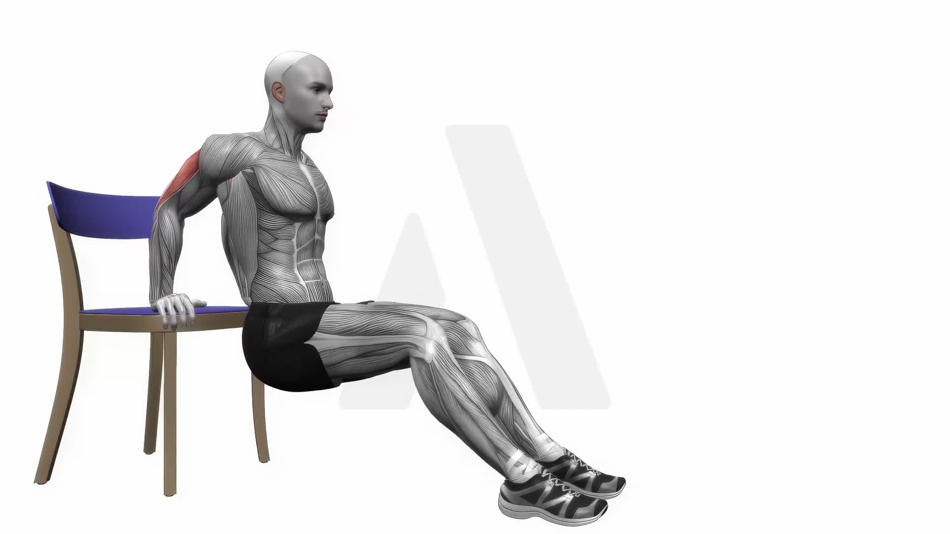 Chair Triceps Dips exercise demonstration