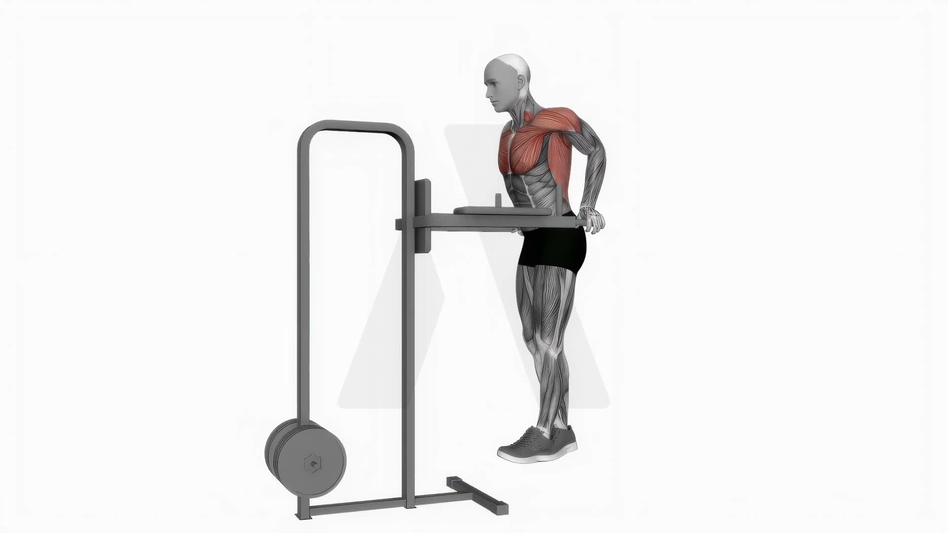 Chest Dip (On Dip Station) exercise demonstration