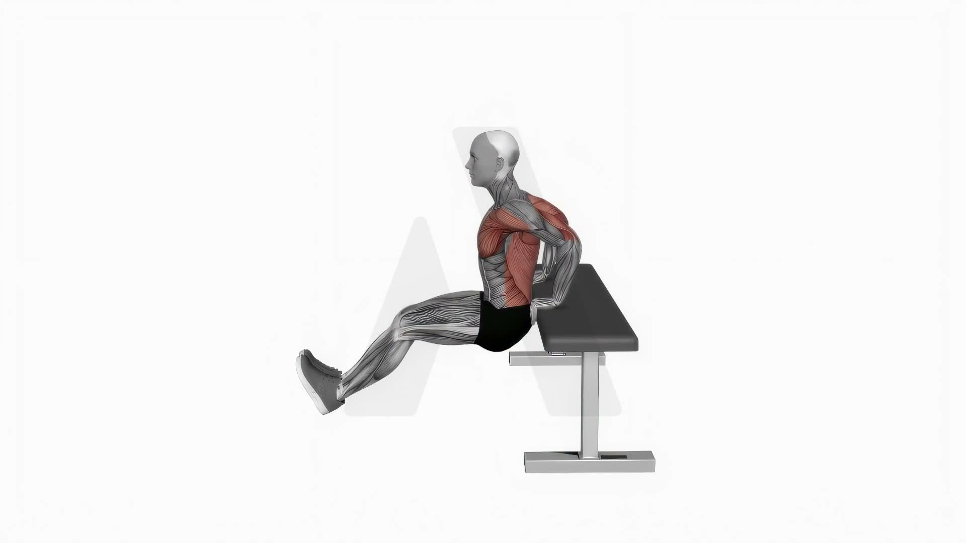 Chest Dip On Bench exercise demonstration