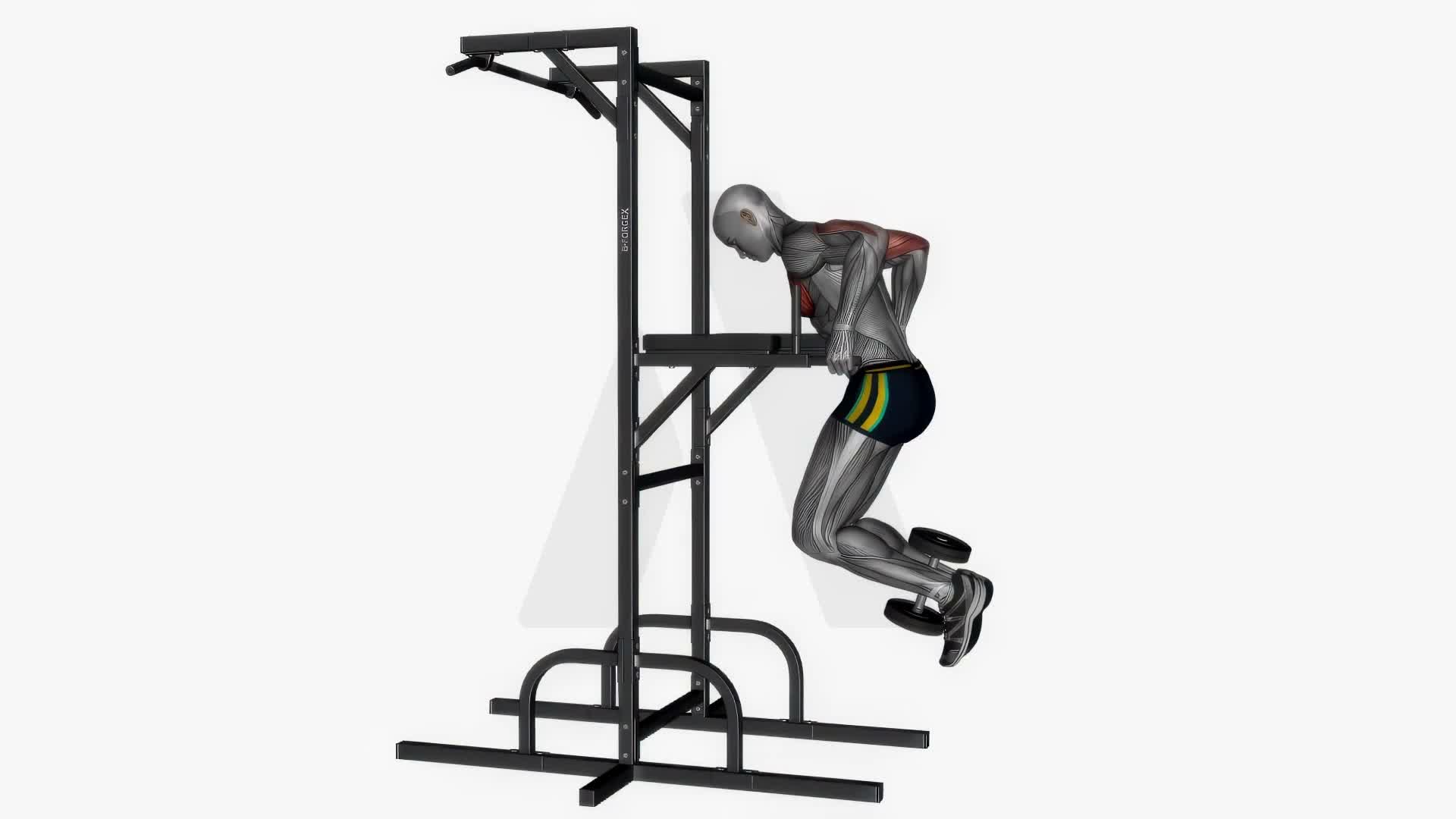 Chest Dip Weighted exercise demonstration
