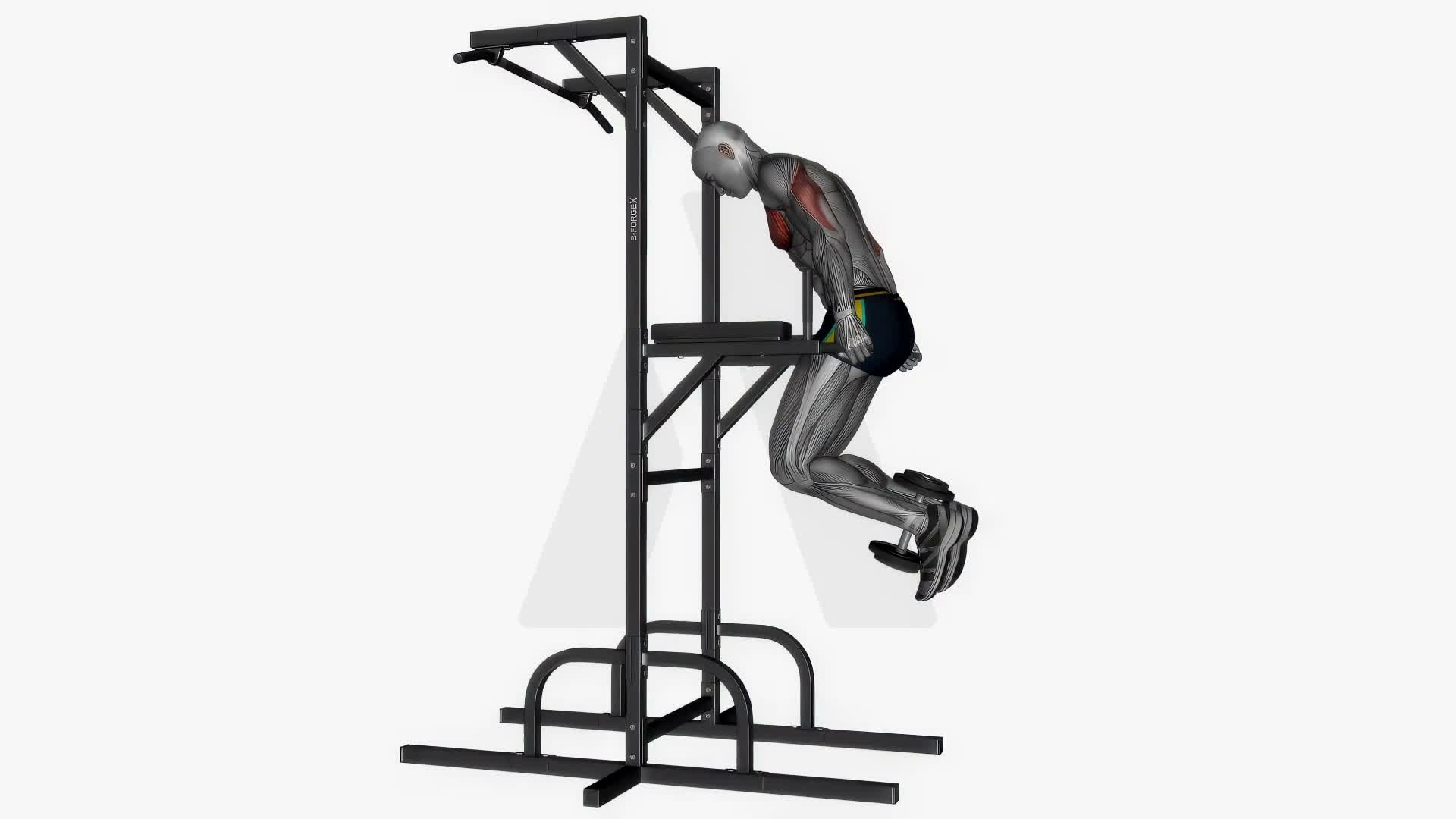 Chest Dip Weighted Slow exercise demonstration