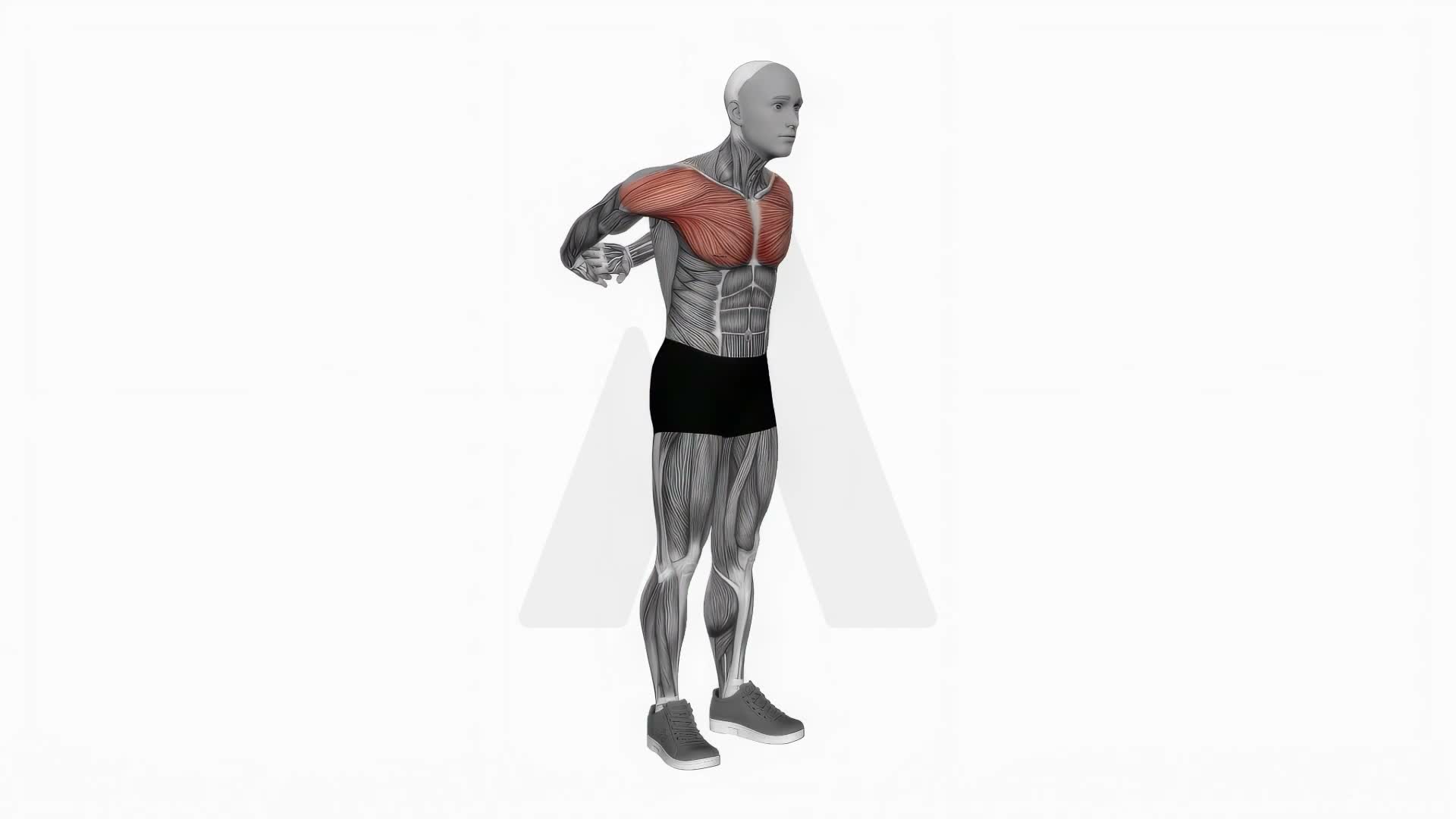 Chest Out Hands Behind (Hold) exercise demonstration