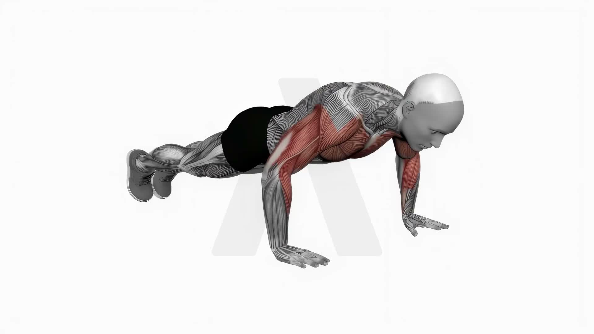 Chest Tap Push Up exercise demonstration