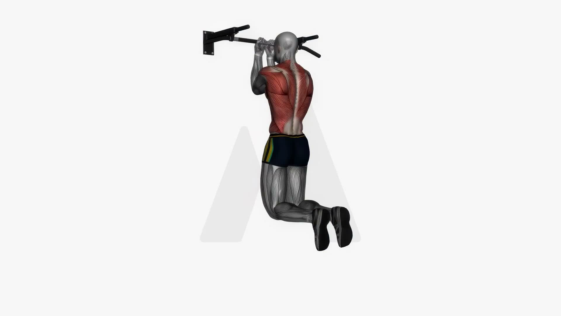 Chin Up Reverse Close Grip exercise demonstration