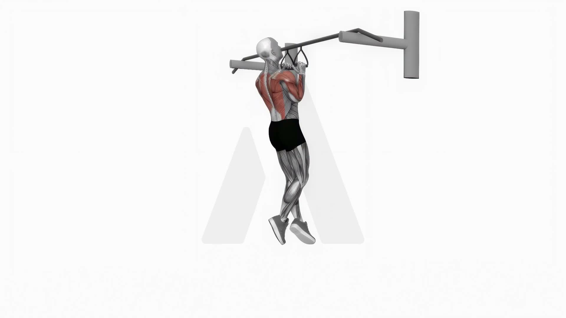 Chin Ups (Narrow Parallel Grip) exercise demonstration