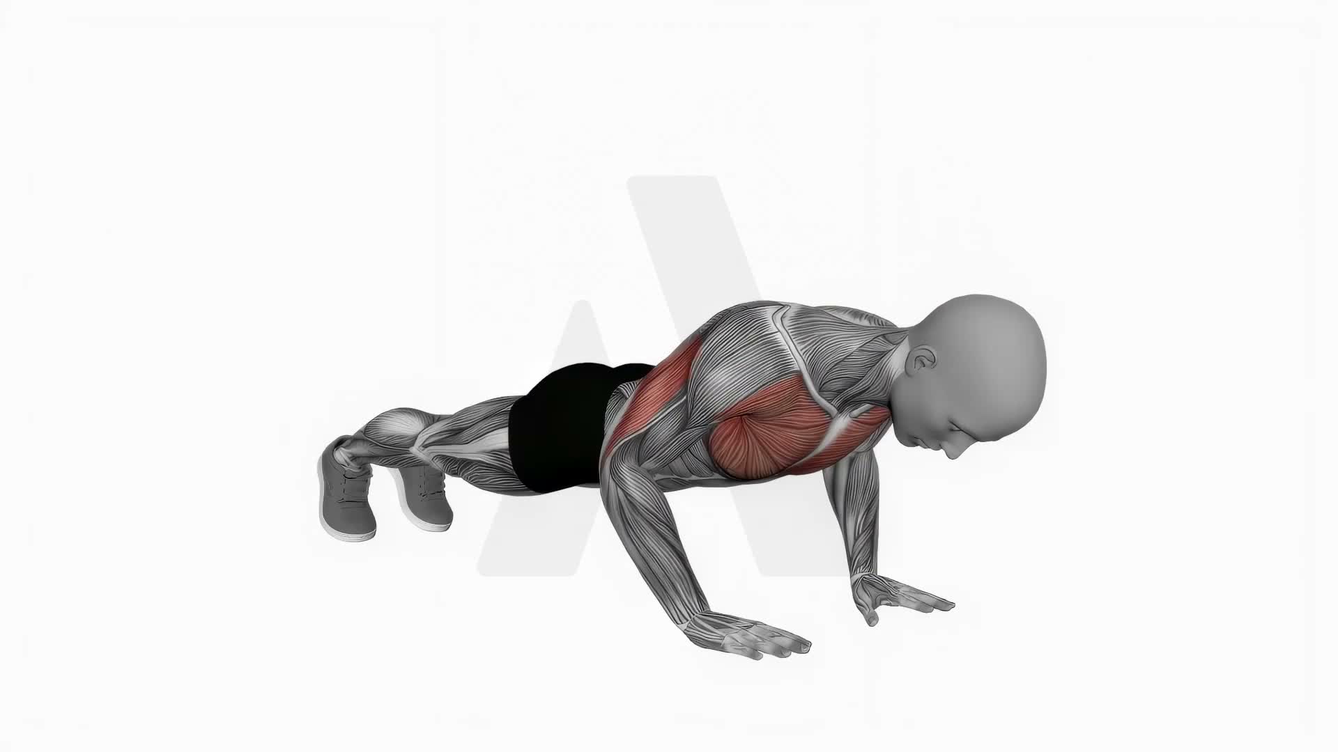 Close Grip Push Up exercise demonstration