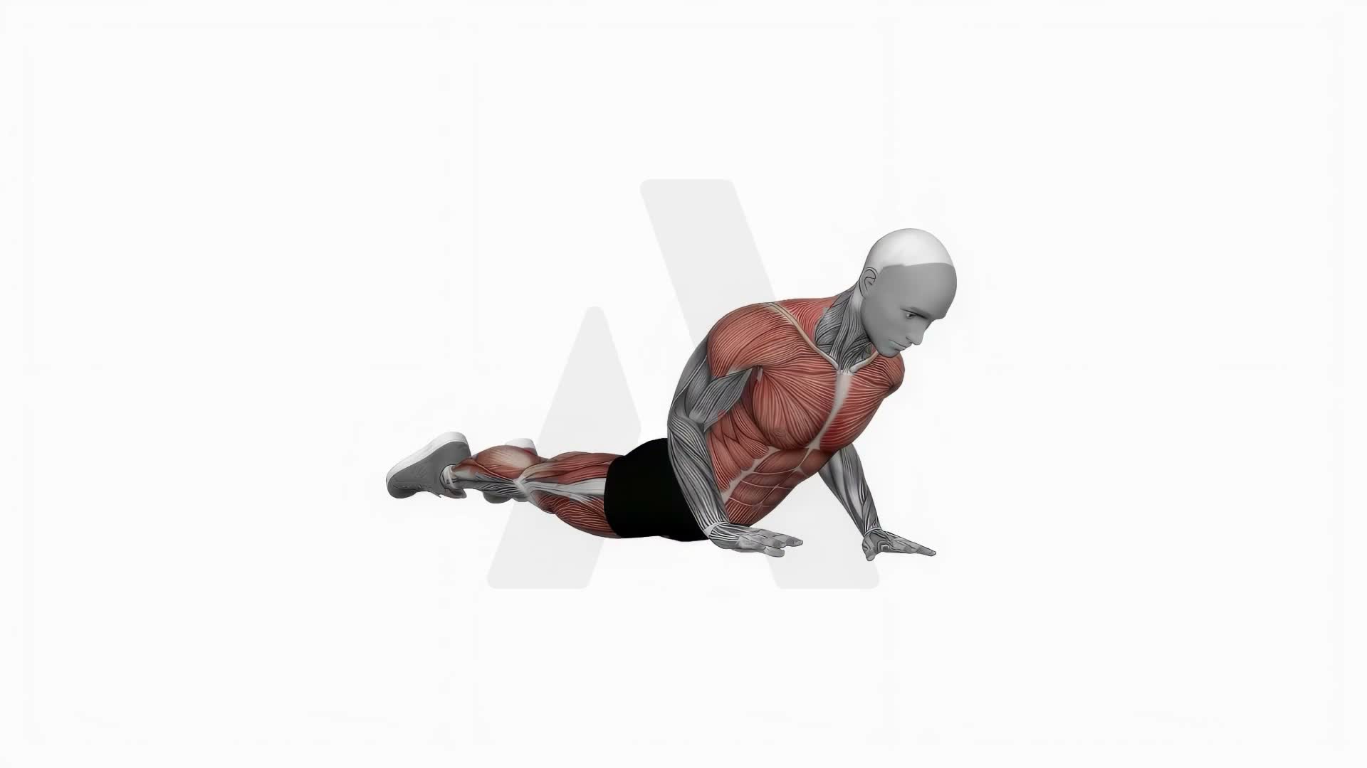 Cobra Push Up exercise demonstration