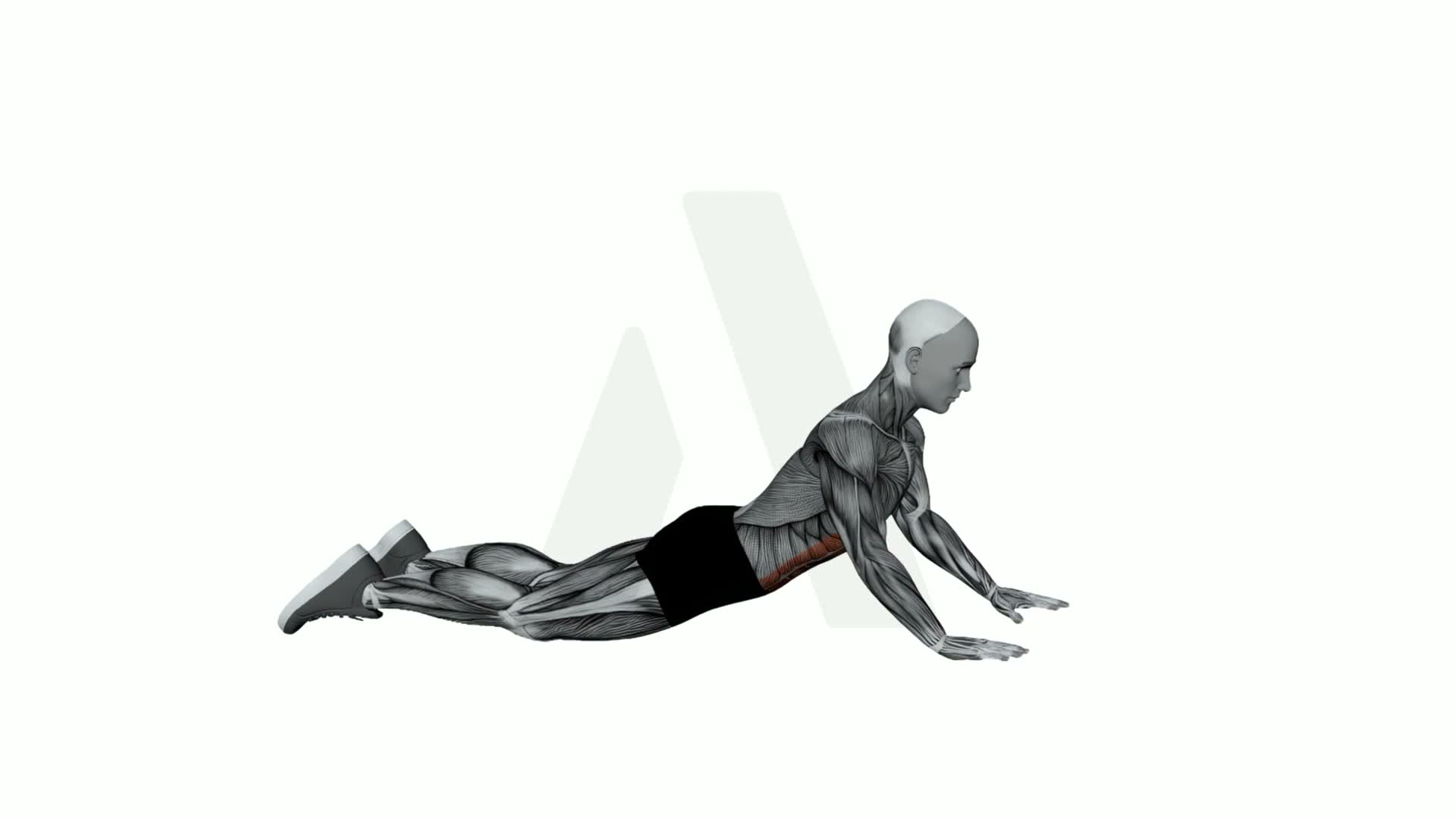 Cobra Stretch exercise demonstration