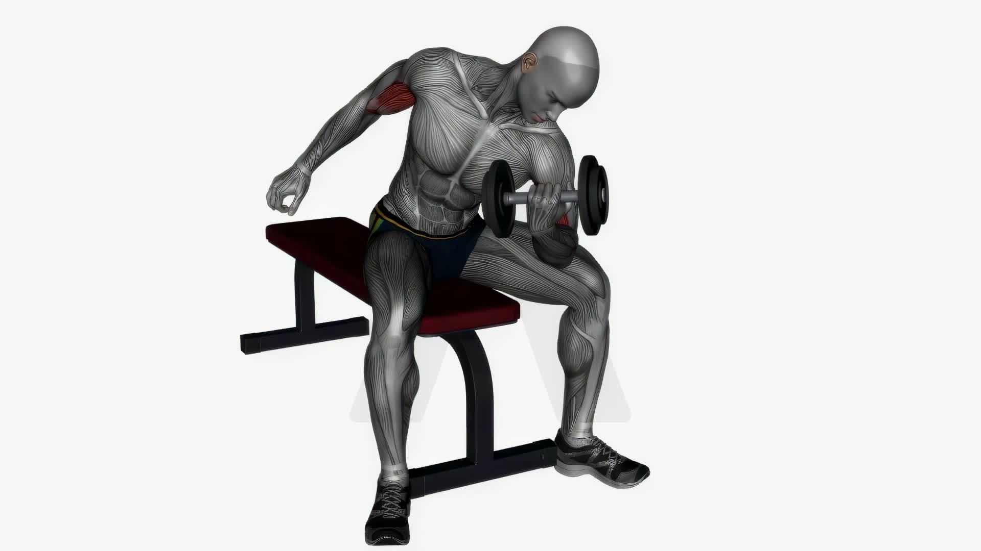 Concentration Curl exercise demonstration