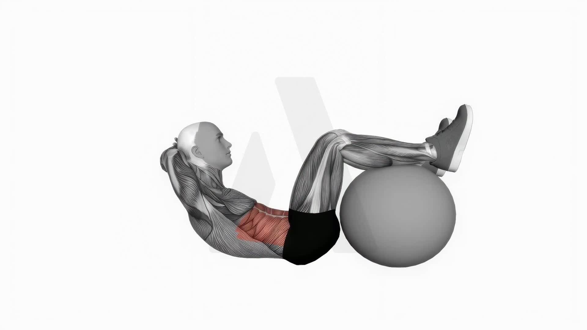 Crunch (Legs On Stability Ball) exercise demonstration