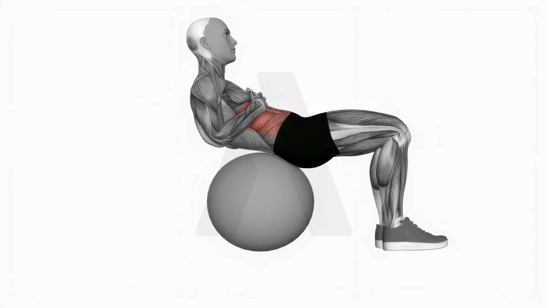 Crunch (On Stability Ball) exercise demonstration