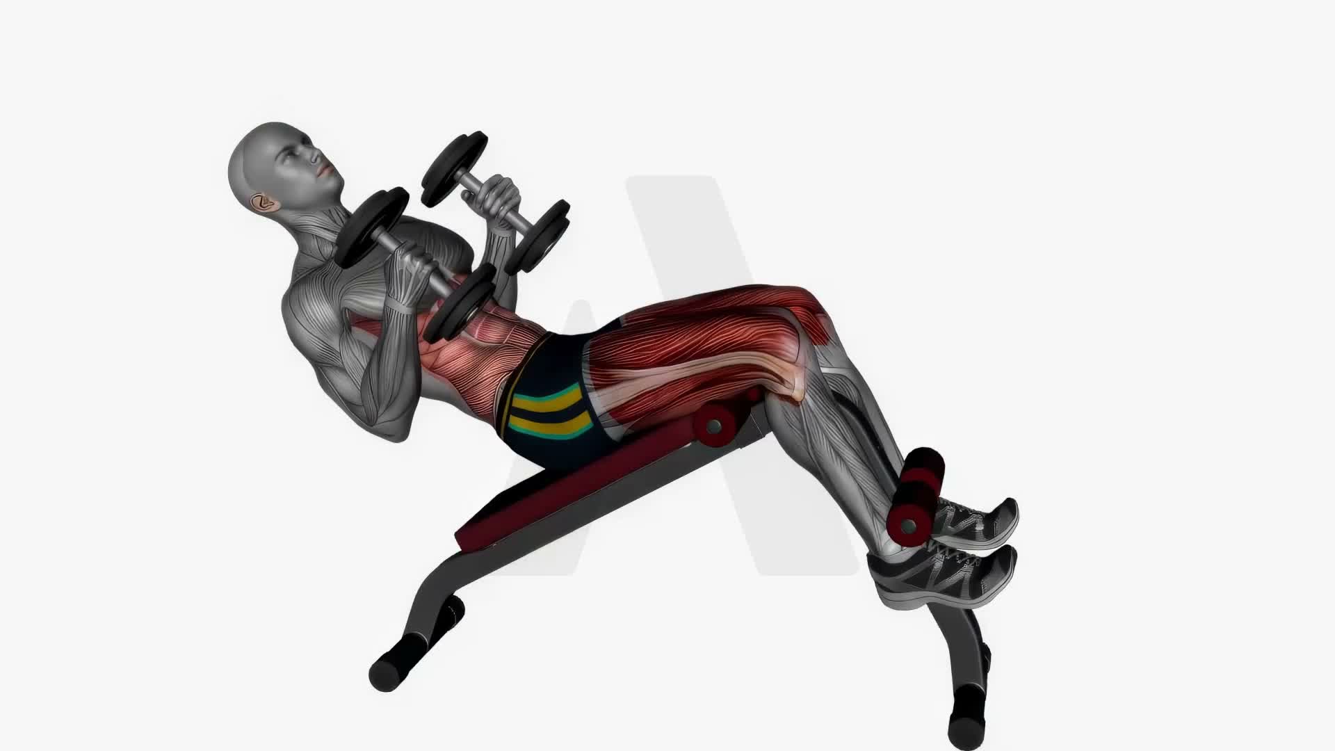 Decline Bench Oblique Crunches Dumbbells exercise demonstration