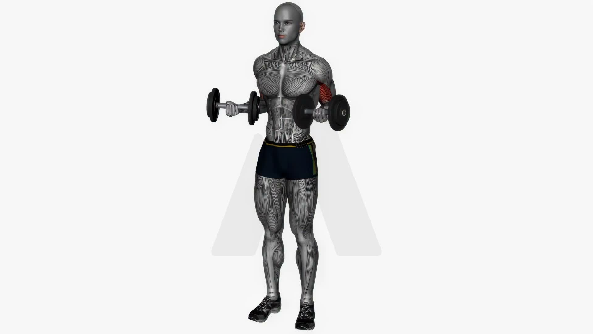 Drag Curl Dumbbell exercise demonstration