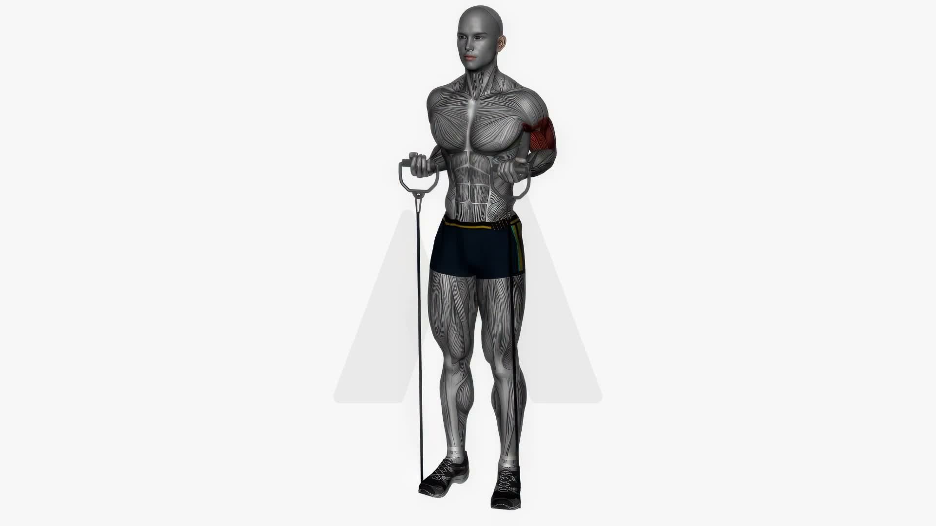 Drag Curl Resistance Band exercise demonstration