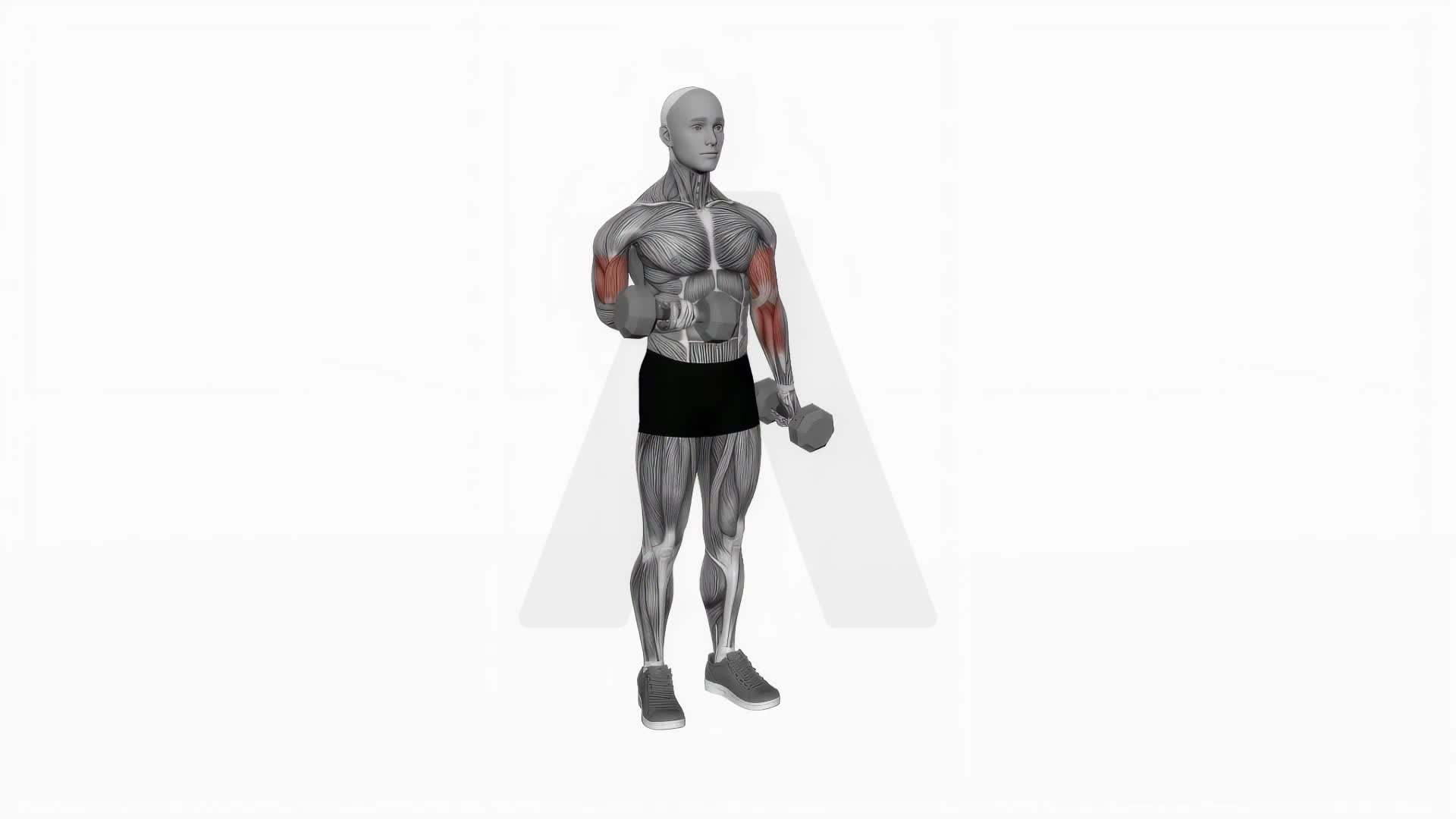 Dumbbell Alternate Biceps Curl exercise demonstration