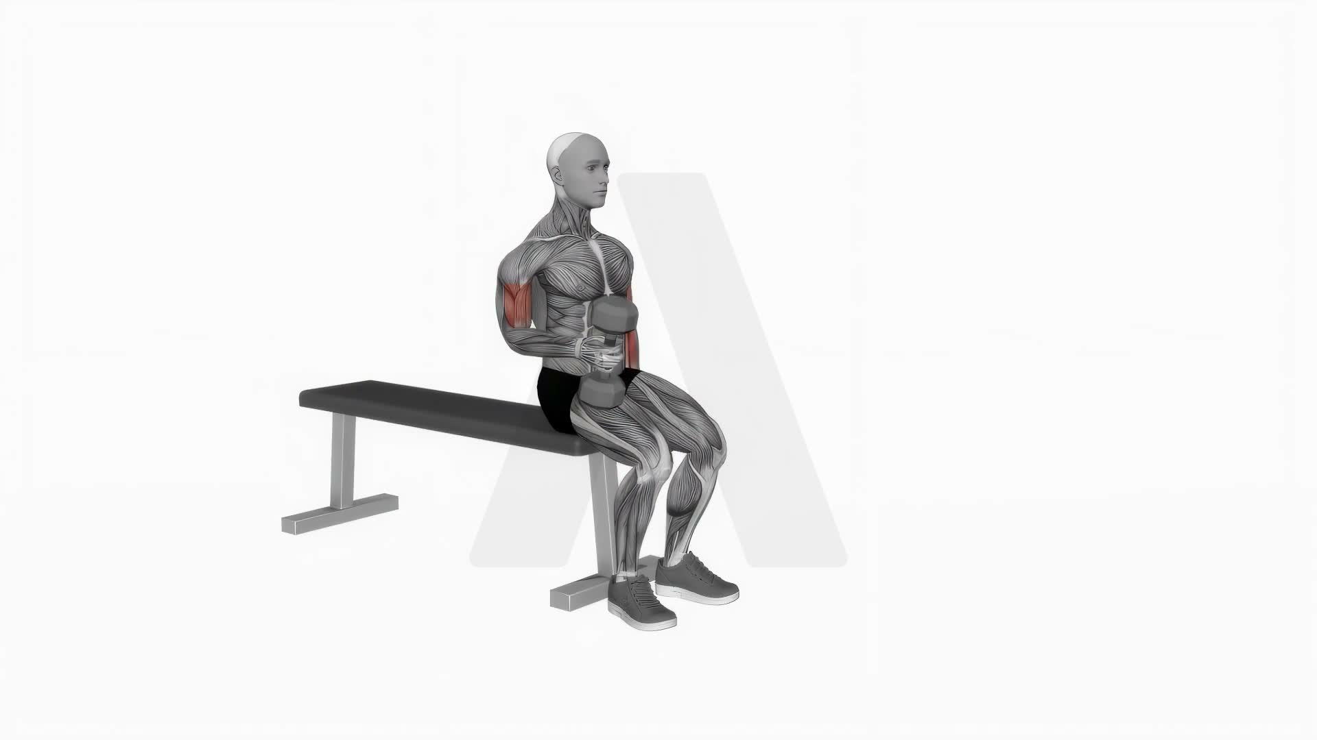 Dumbbell Alternate Biceps Curl (Version 2) exercise demonstration