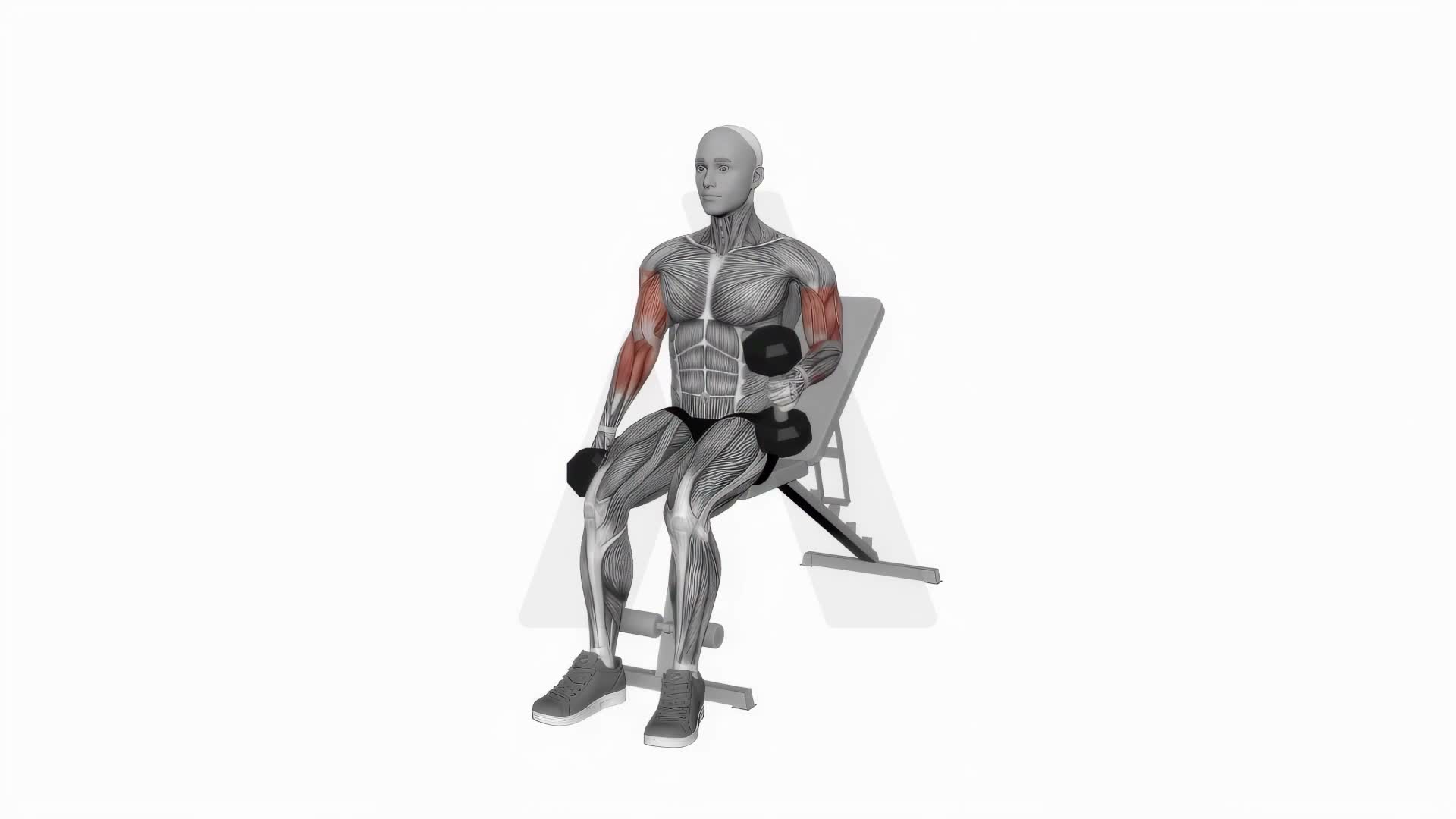 Dumbbell Alternate Seated Hammer Curl exercise demonstration