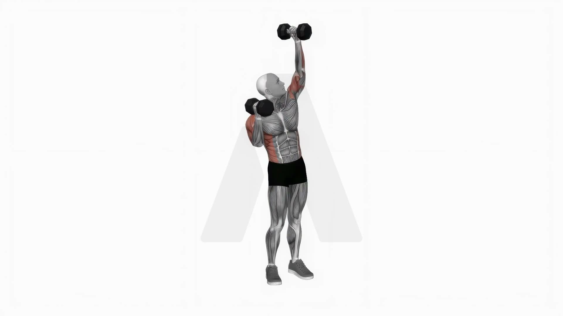 Dumbbell Alternate Side Press exercise demonstration