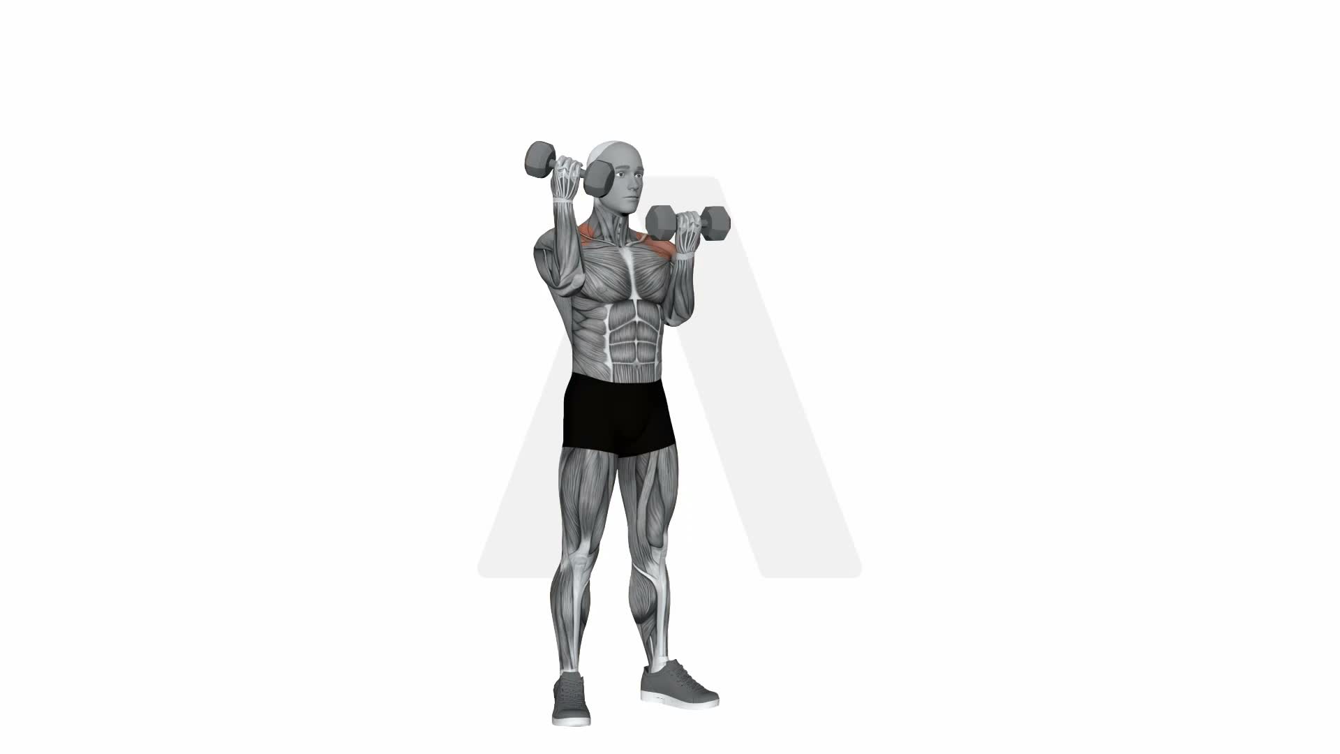 Dumbbell Alternating Arnold Press exercise demonstration