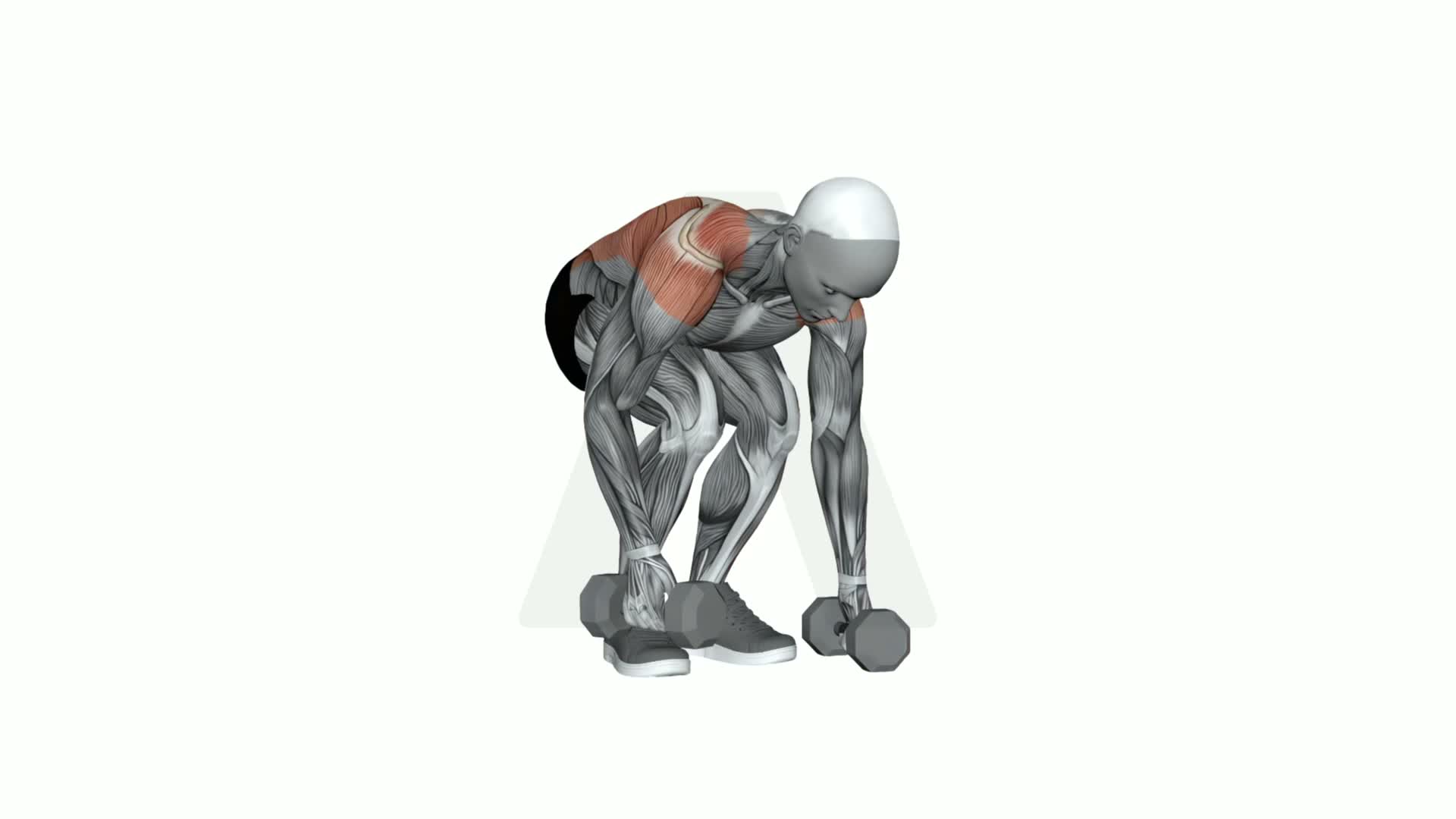 Dumbbell Alternating Pendlay Row exercise demonstration
