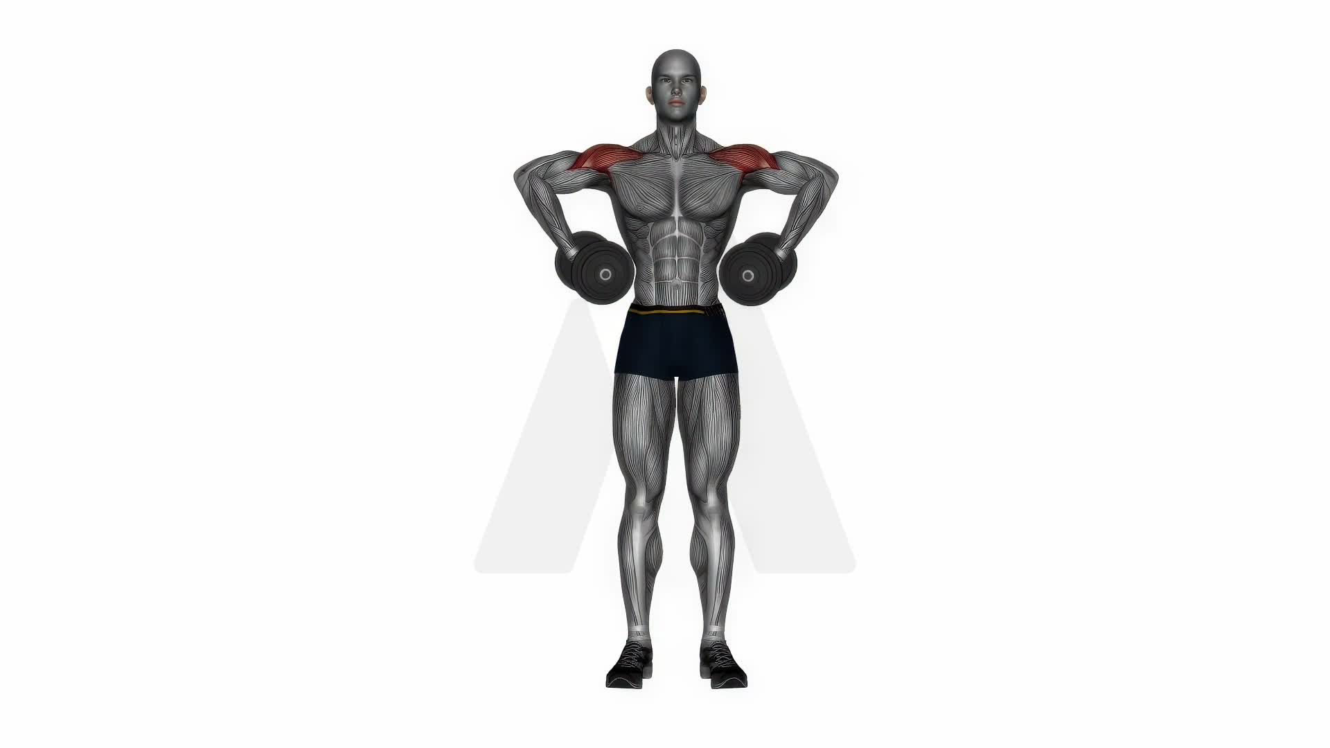Dumbbell Armpit Row exercise demonstration