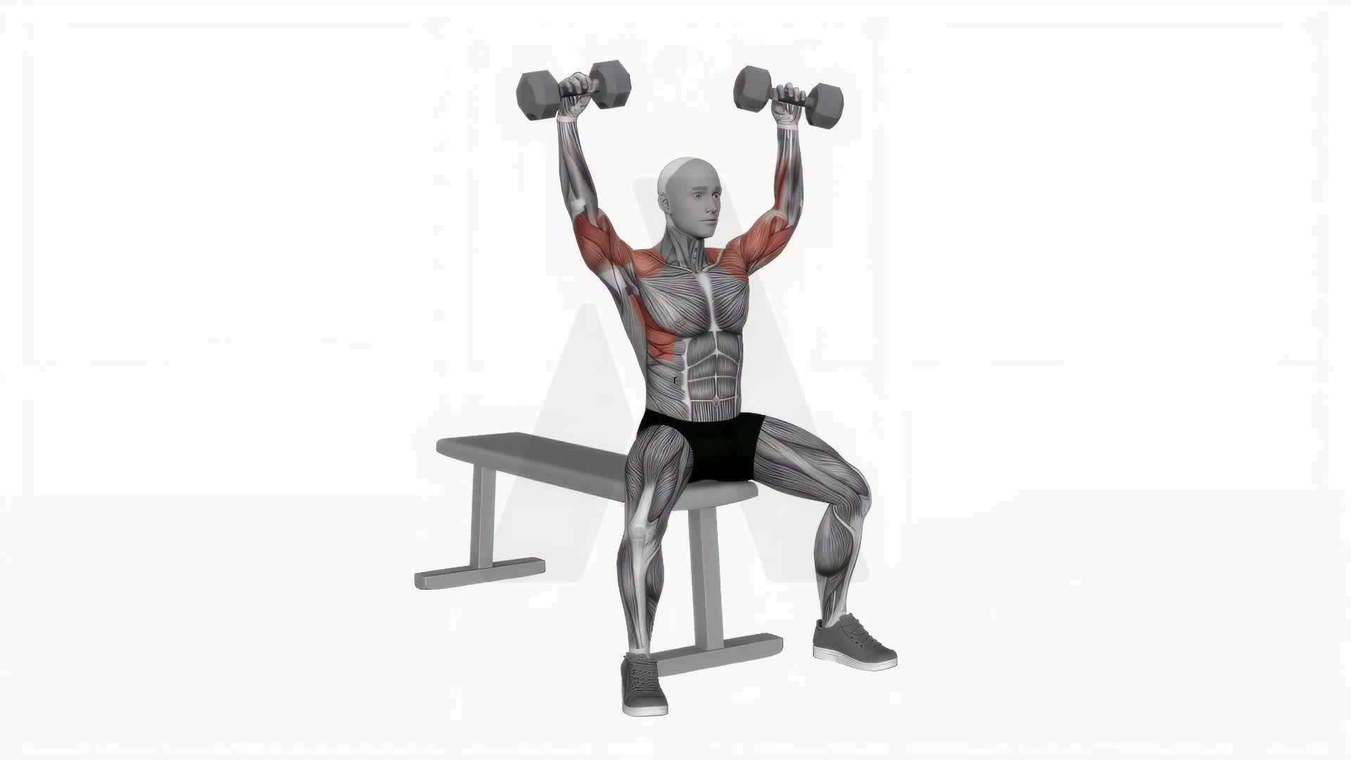 Dumbbell Arnold Press (Version 2) exercise demonstration