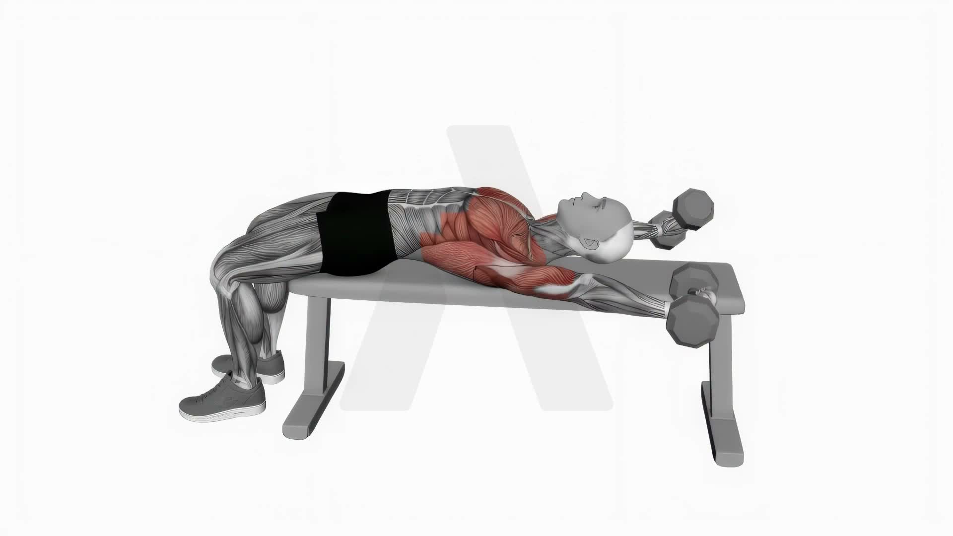 Dumbbell Around Pullover exercise demonstration