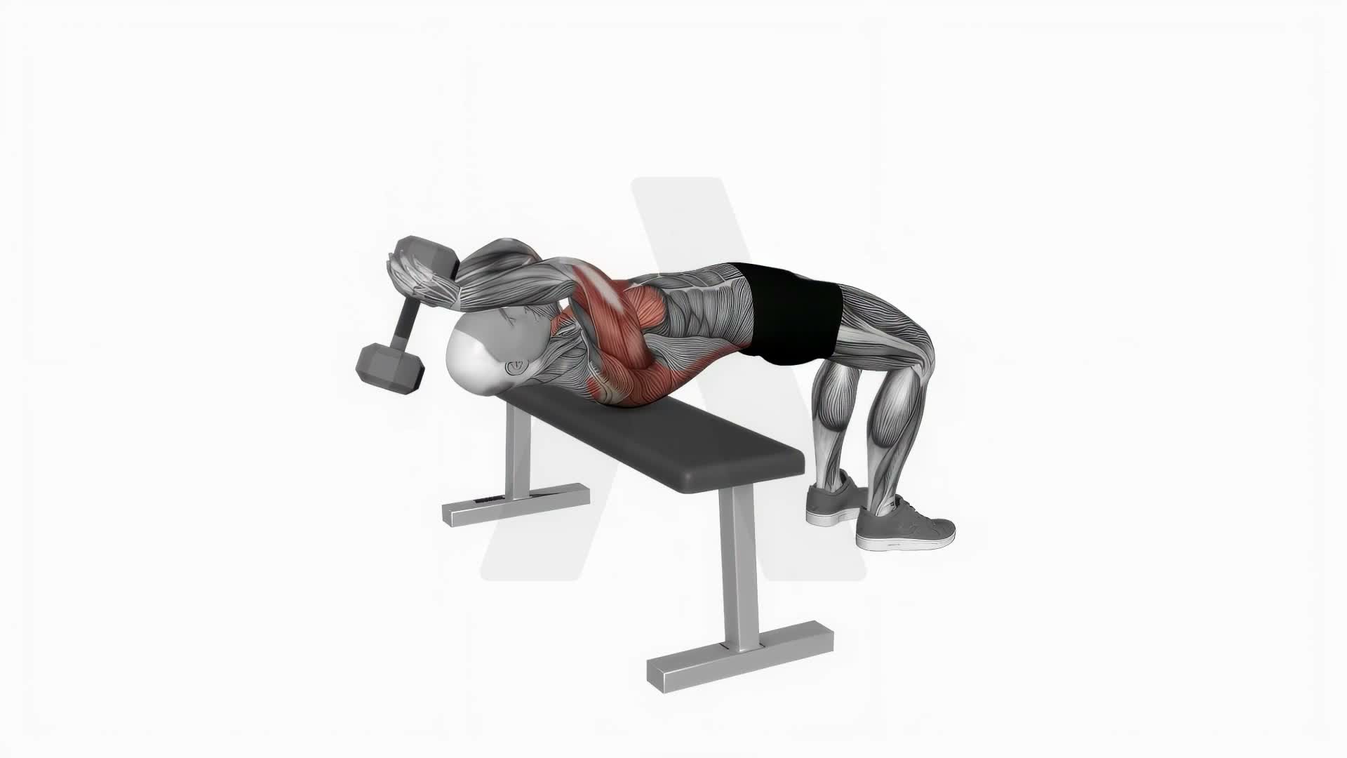 Dumbbell Bent Arm Pullover exercise demonstration