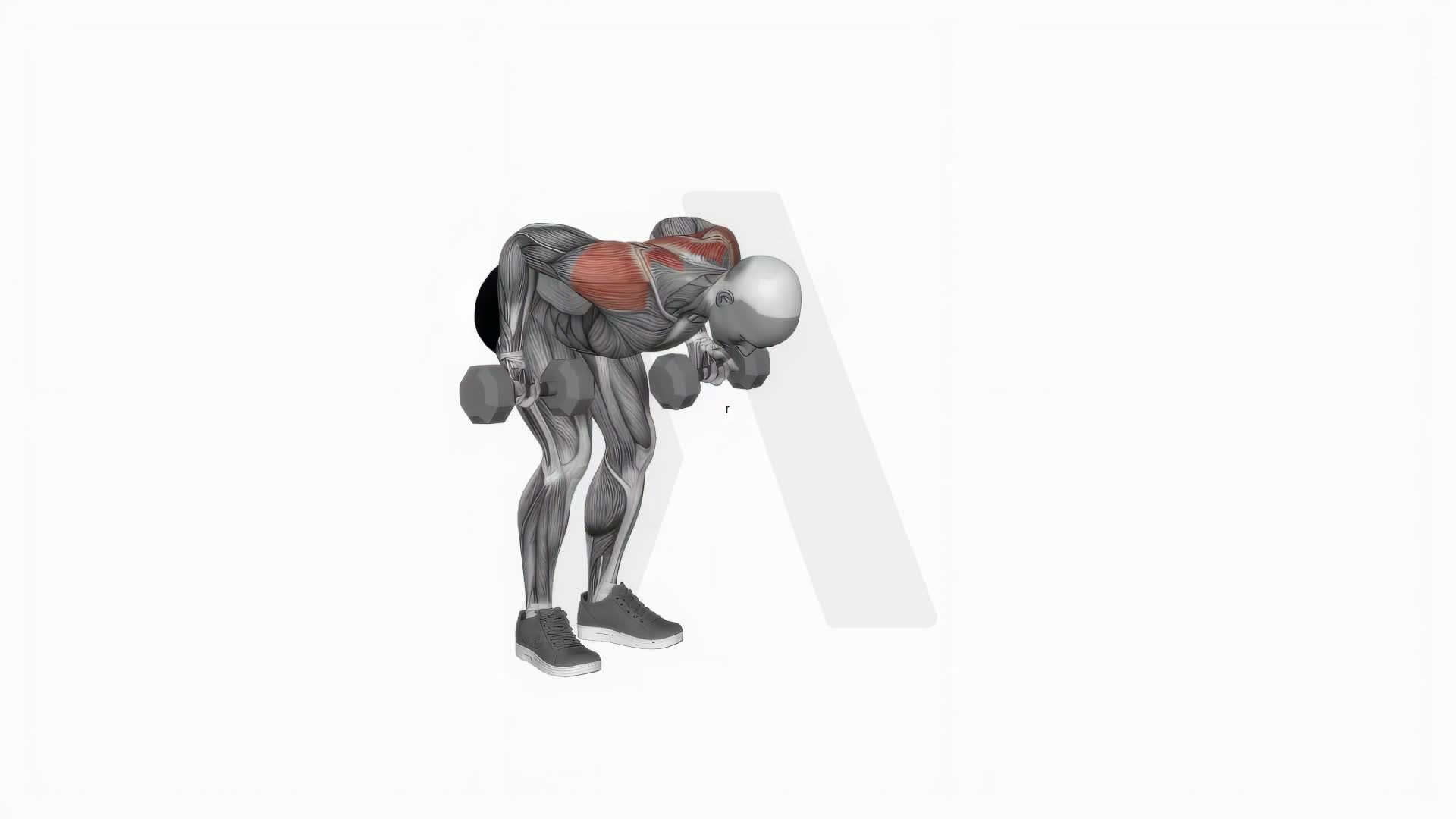 Dumbbell Bent Over Reverse Row exercise demonstration