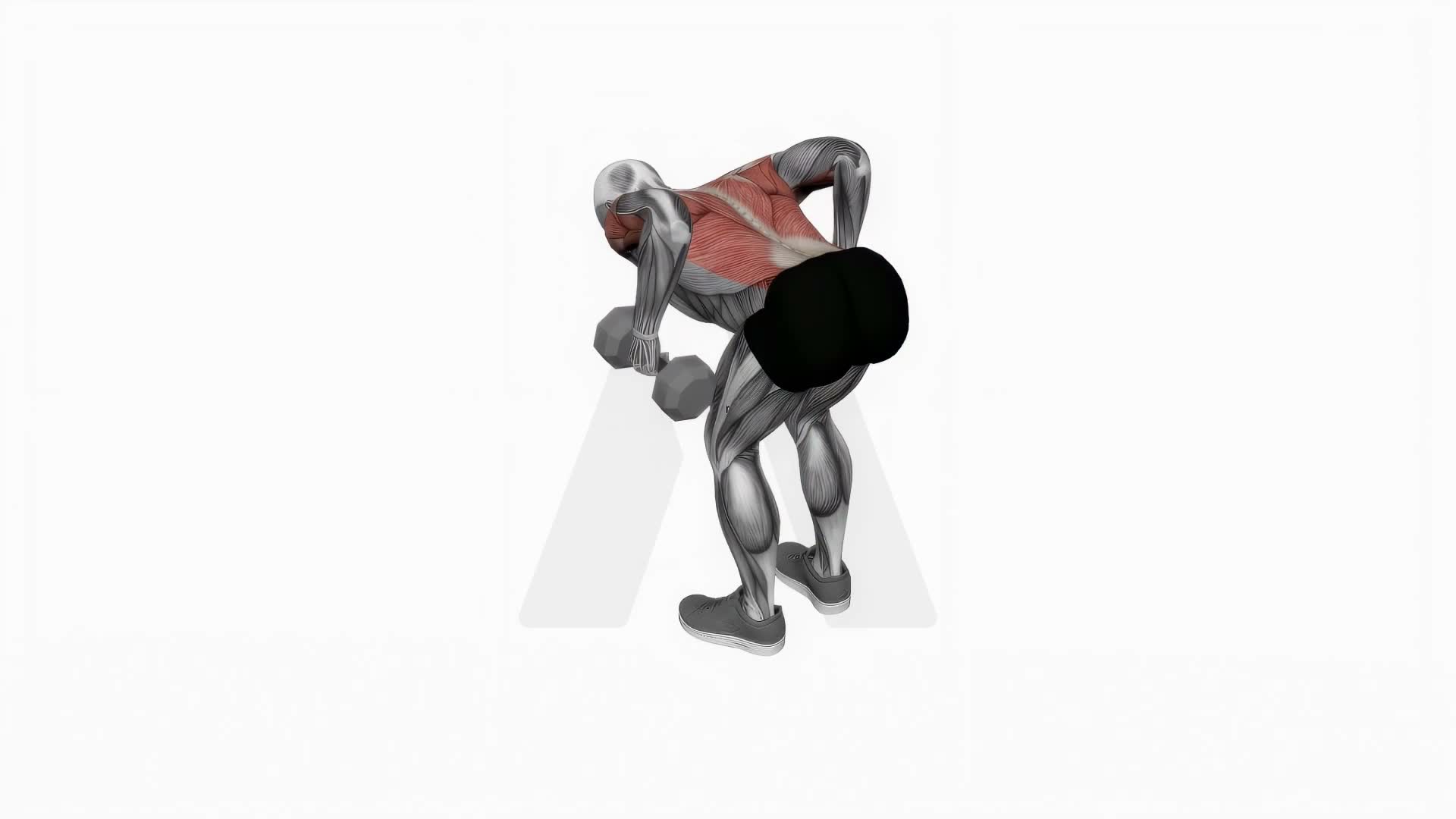 Dumbbell Bent Over Row exercise demonstration