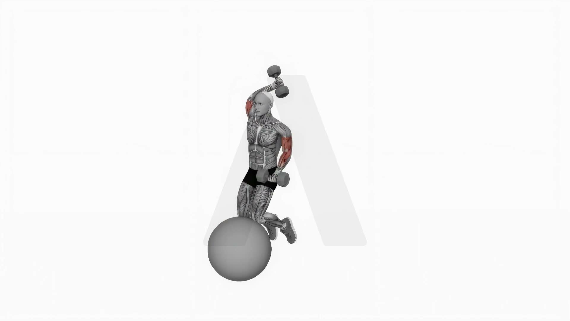 Dumbbell Biceps Curl With Overhead Extension On Stability Ball exercise demonstration