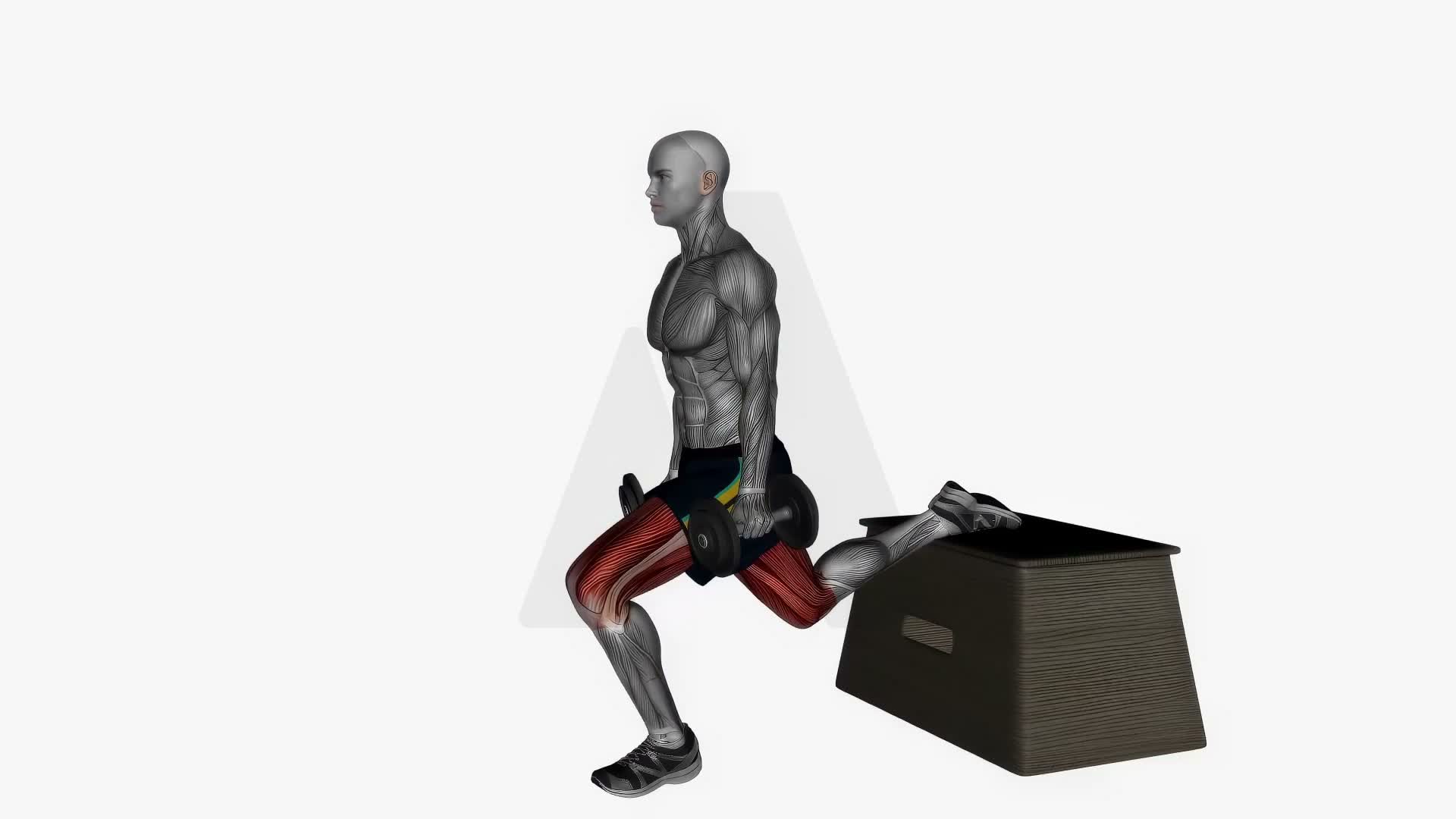 Dumbbell Bulgarian Box Split Squat exercise demonstration