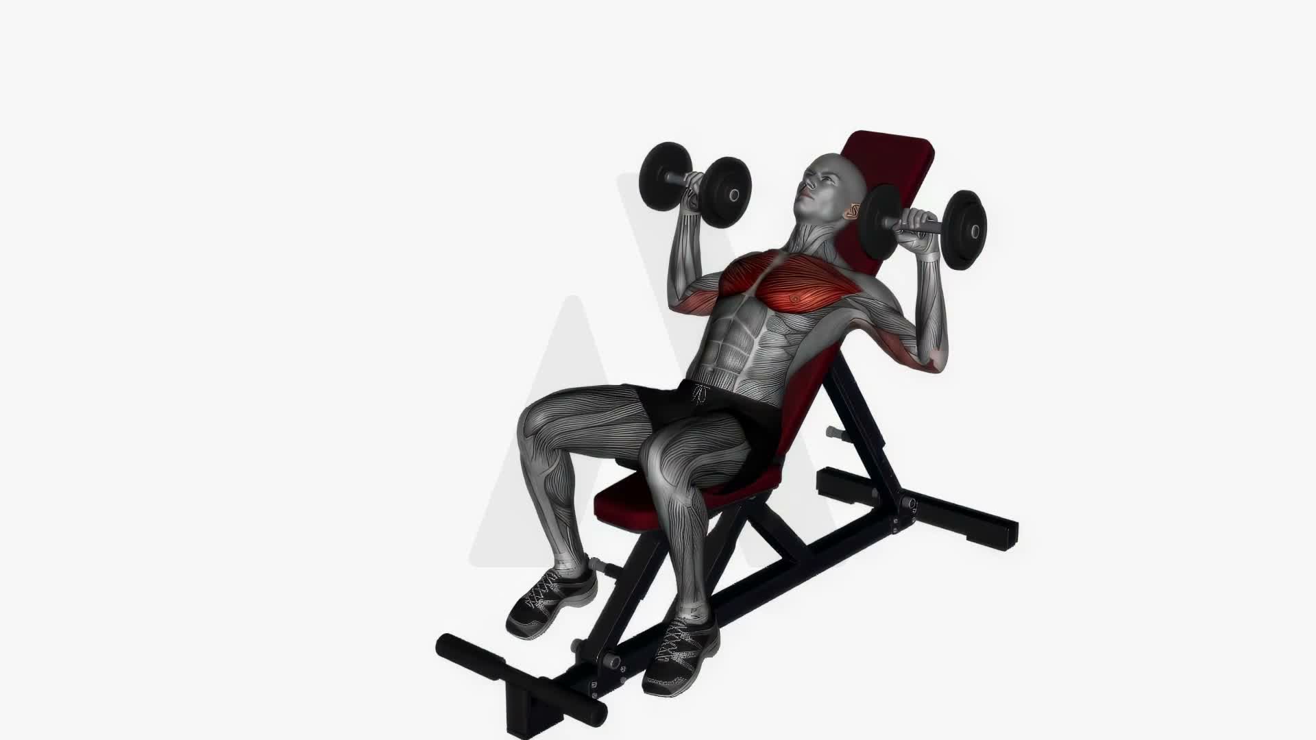Dumbbell Chest Press Incline Bench exercise demonstration