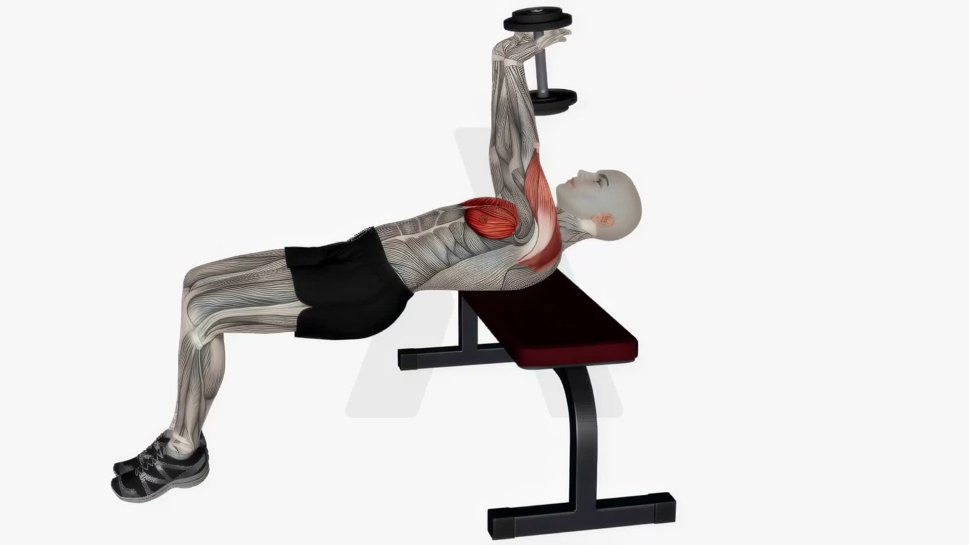 Dumbbell Chest Pull Over exercise demonstration