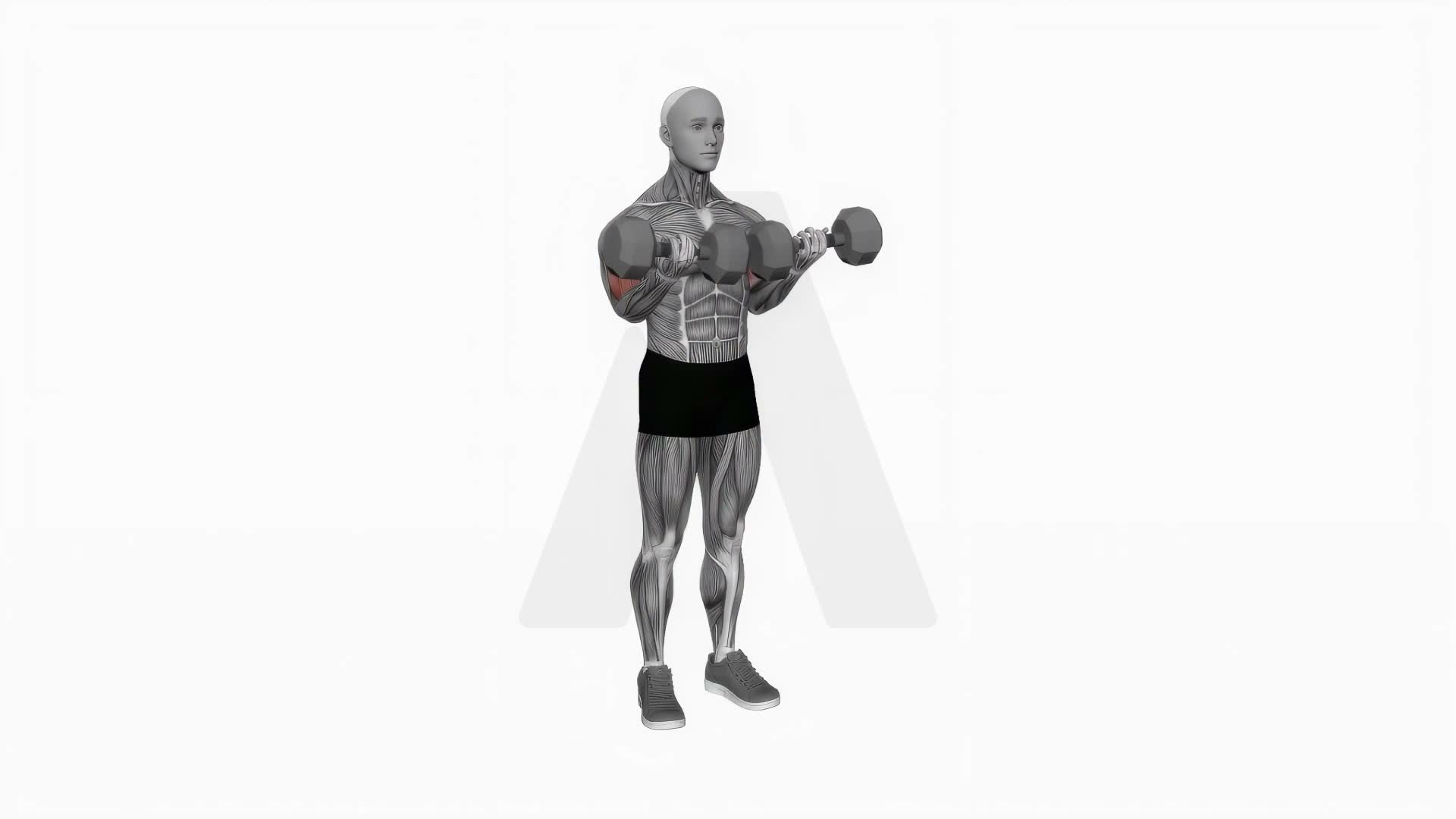 Dumbbell Close Grip Simultaneous Curl exercise demonstration