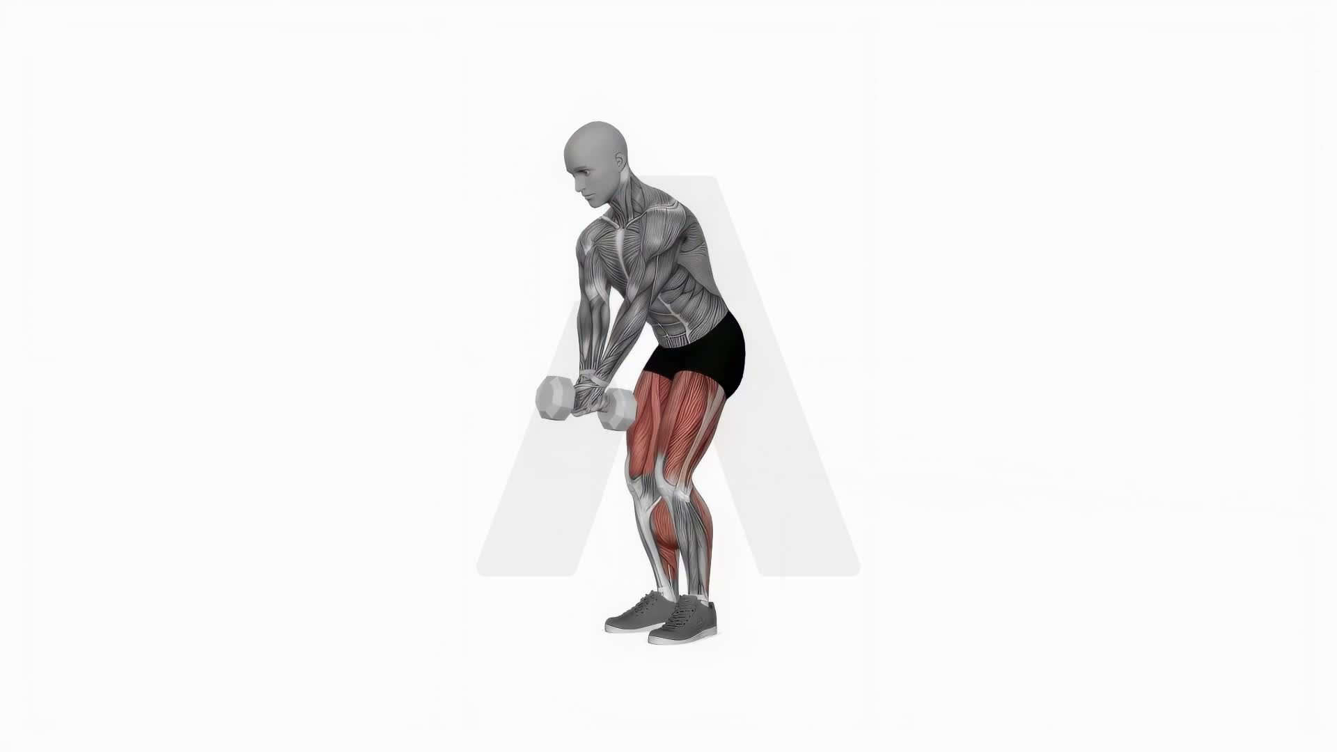 Dumbbell Close Legs Deadlift exercise demonstration