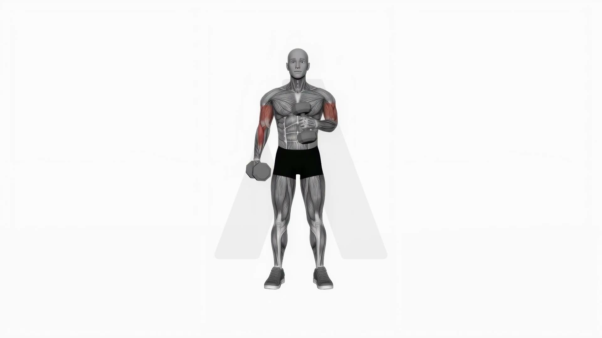 Dumbbell Cross Body Hammer Curl (Version 2) exercise demonstration