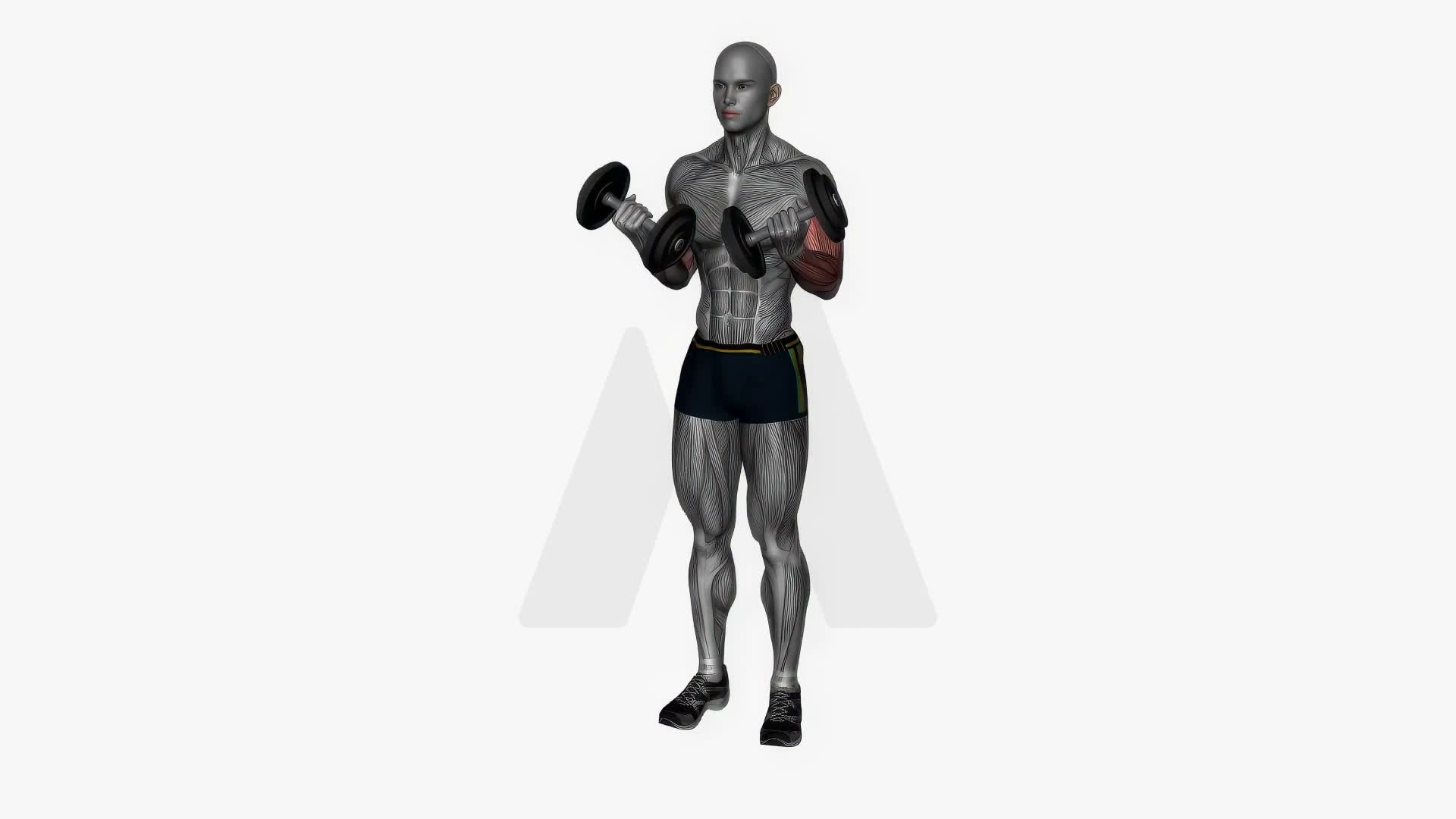 Dumbbell Bicep Curl exercise demonstration