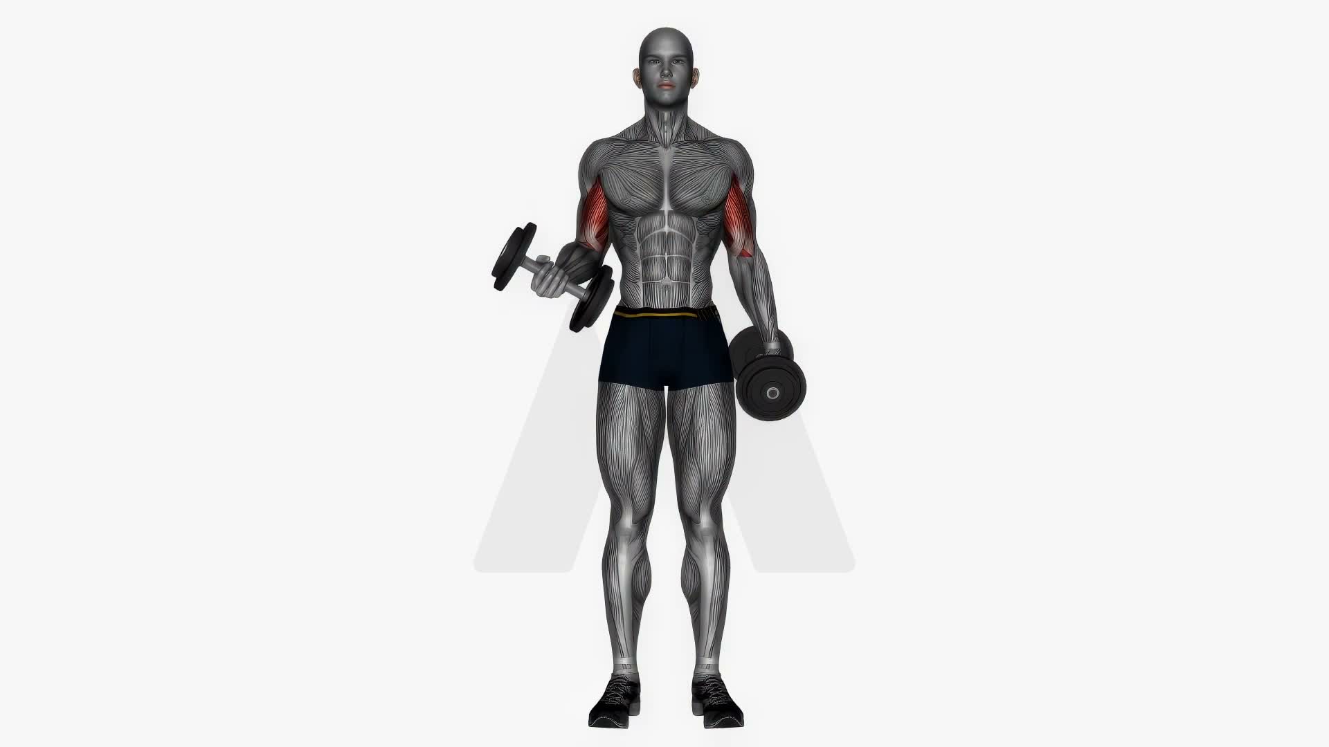 Dumbbell Curls Alternating exercise demonstration