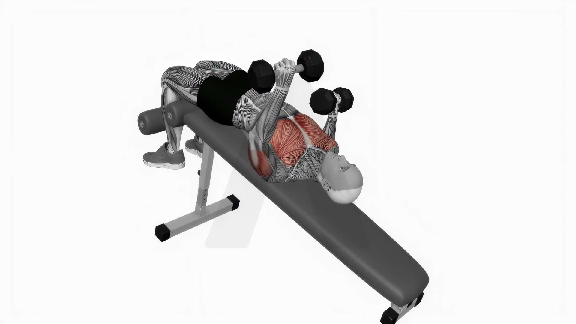 Dumbbell Decline Alternate Bench Press exercise demonstration