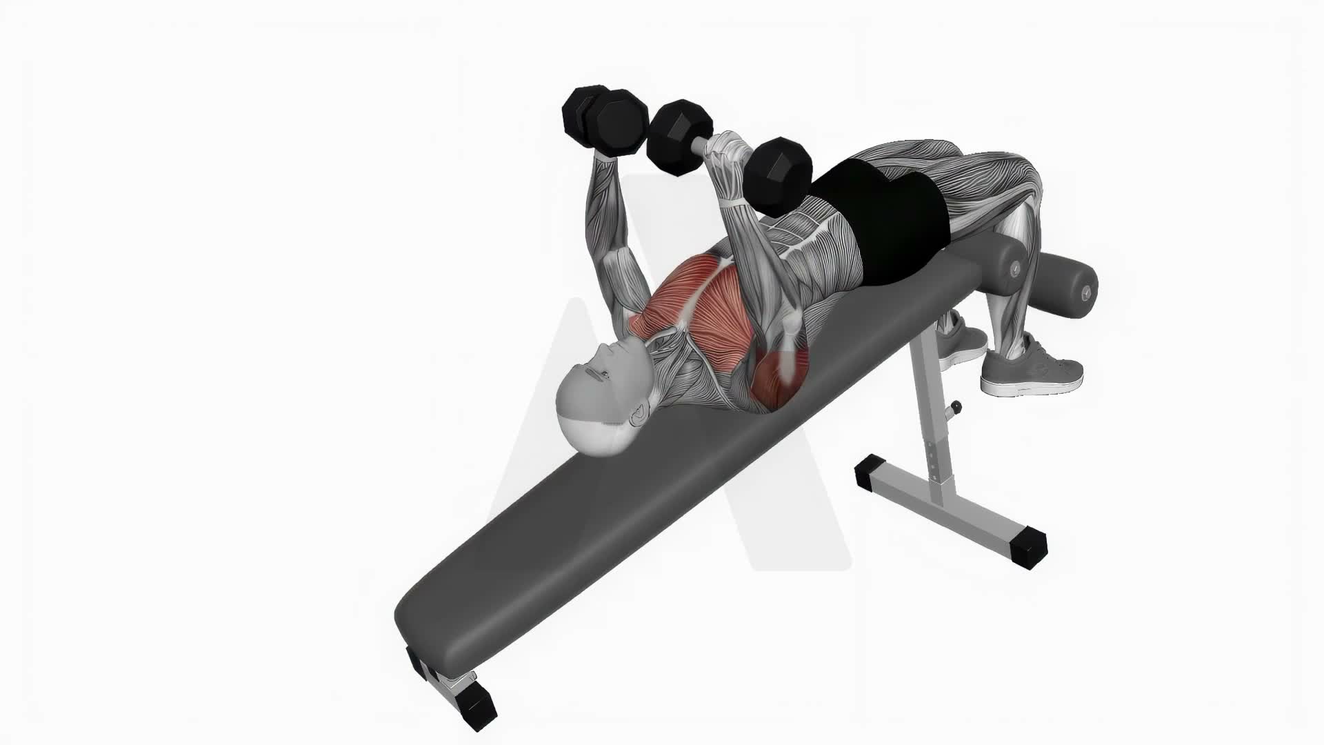 Dumbbell Decline Bench Press exercise demonstration