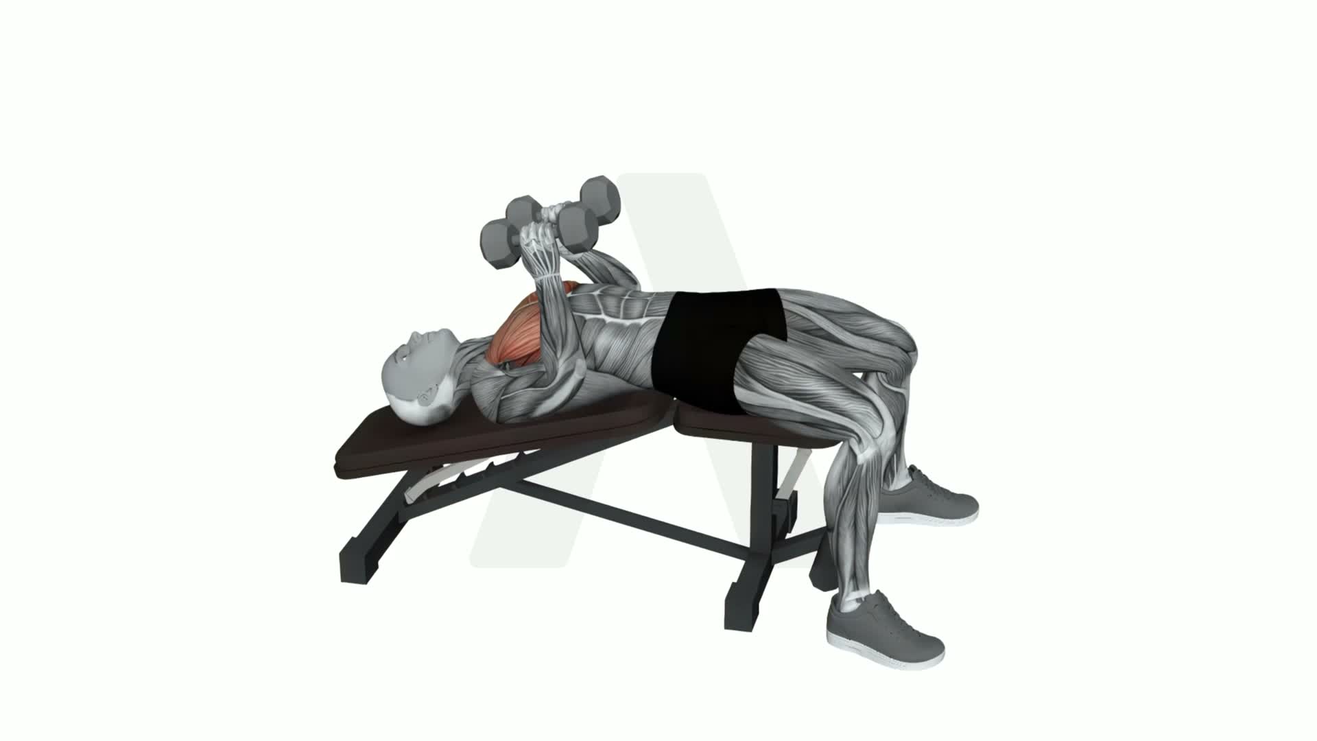 Dumbbell Decline Close Neutral Grip Press exercise demonstration