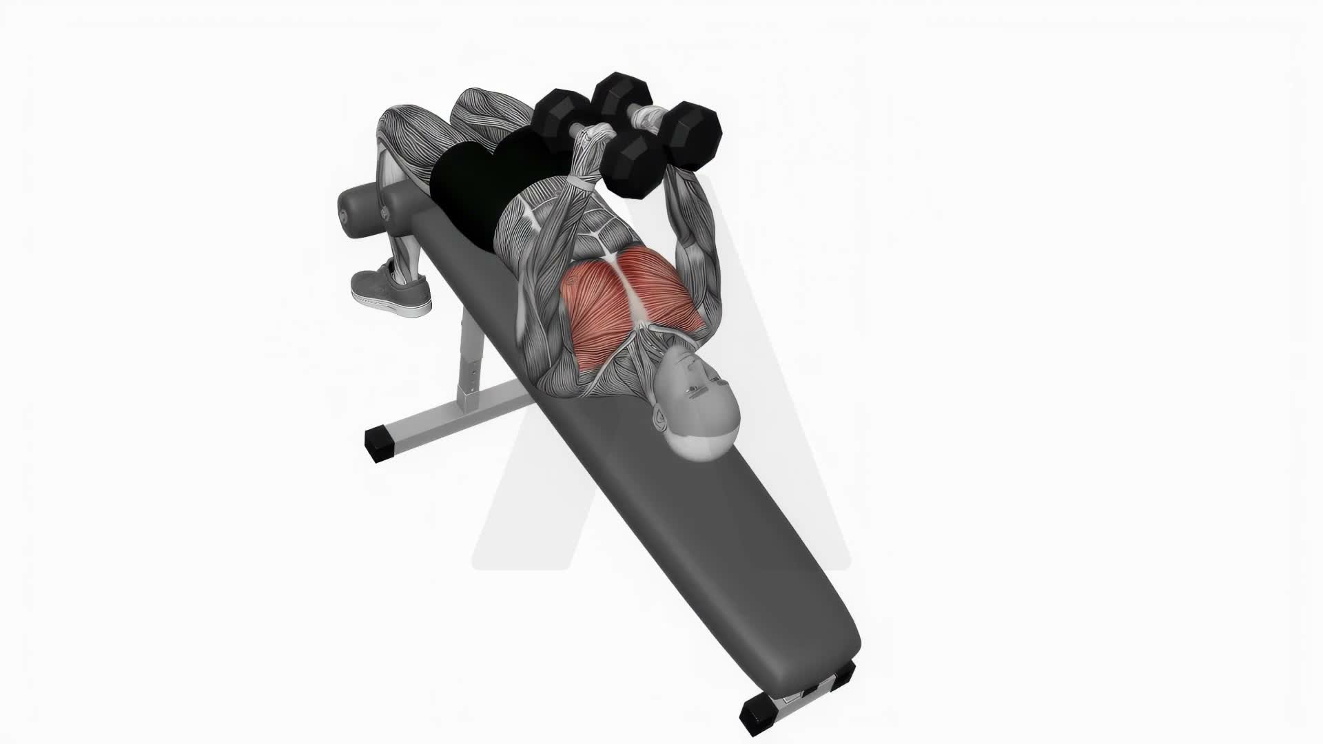 Dumbbell Decline Fly exercise demonstration