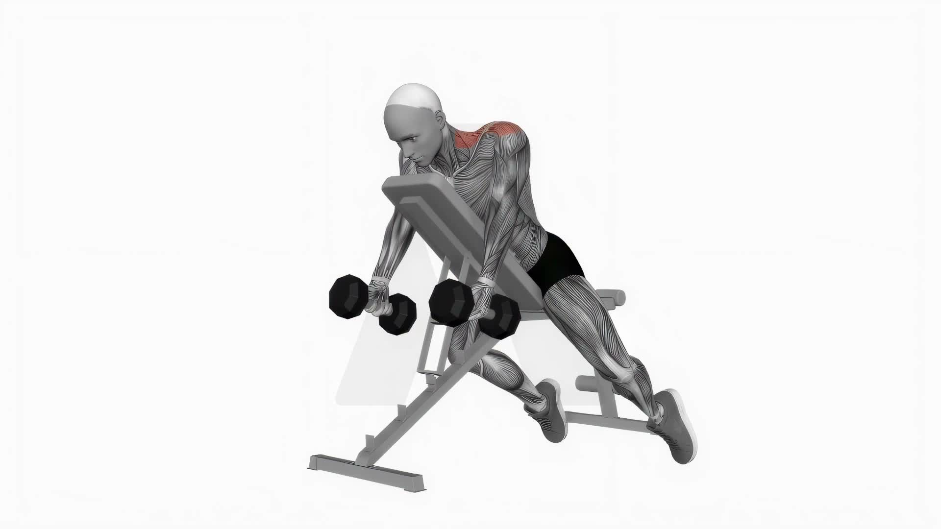 Dumbbell Decline Shrug exercise demonstration