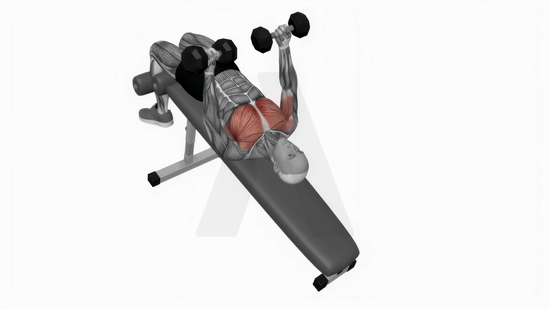 Dumbbell Decline Twist Fly exercise demonstration