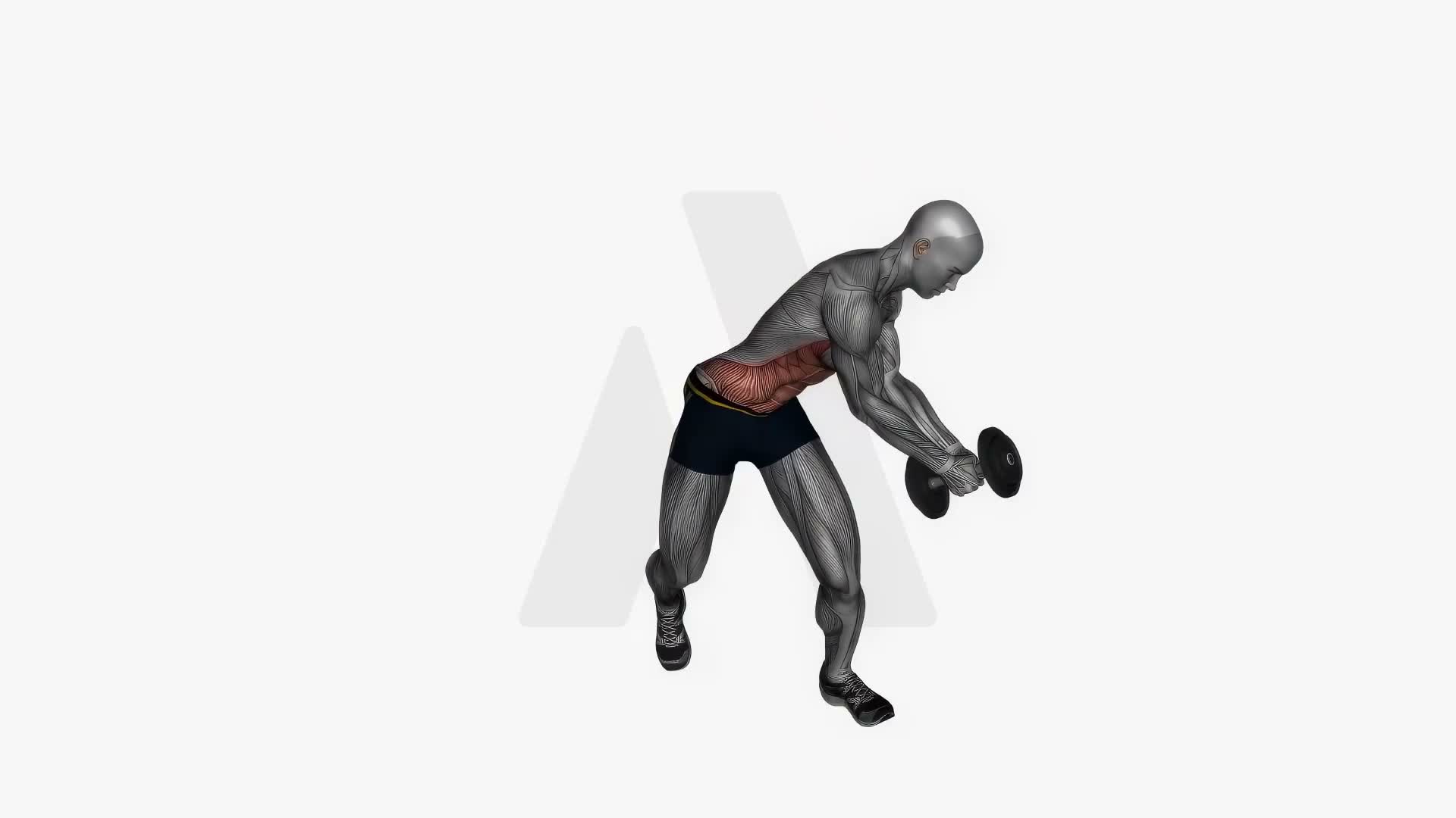 Dumbbell Diagonal Chop exercise demonstration