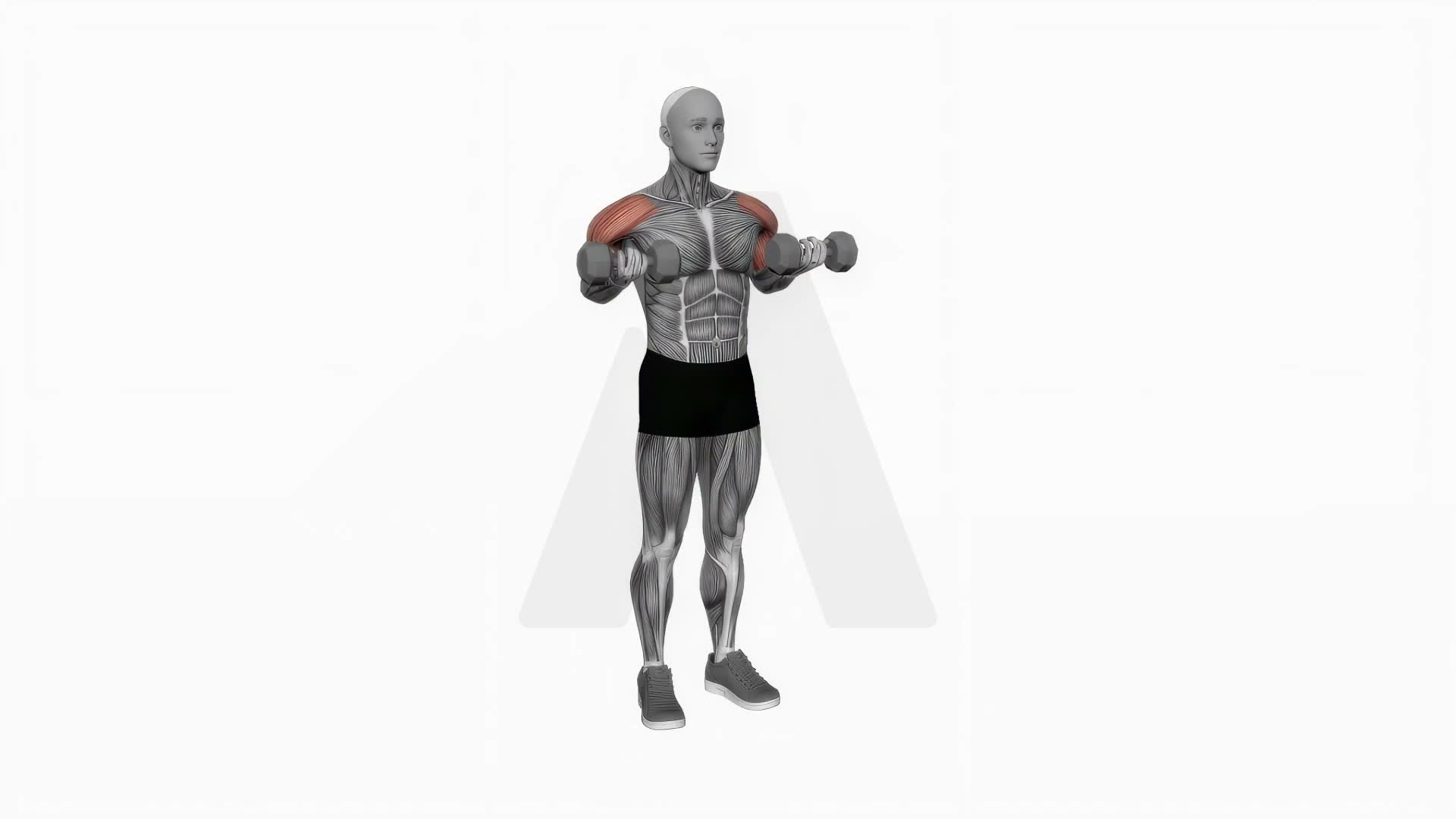 Dumbbell Drag Over Shoulder Bicep Curl exercise demonstration